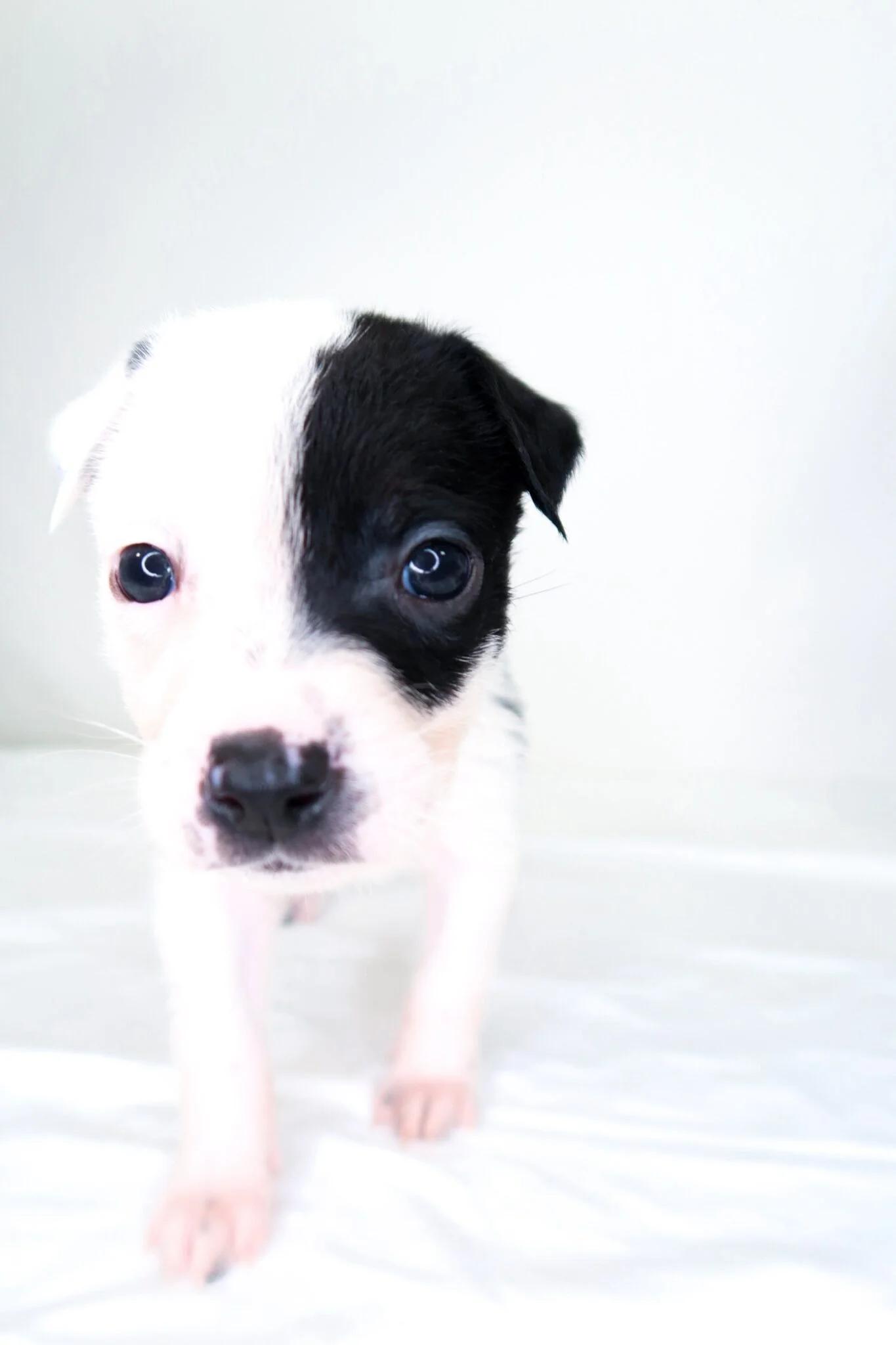 Enlarge Beanie Baby, a ADOPTABLE mixed breed in Bixby, OK image 3/4