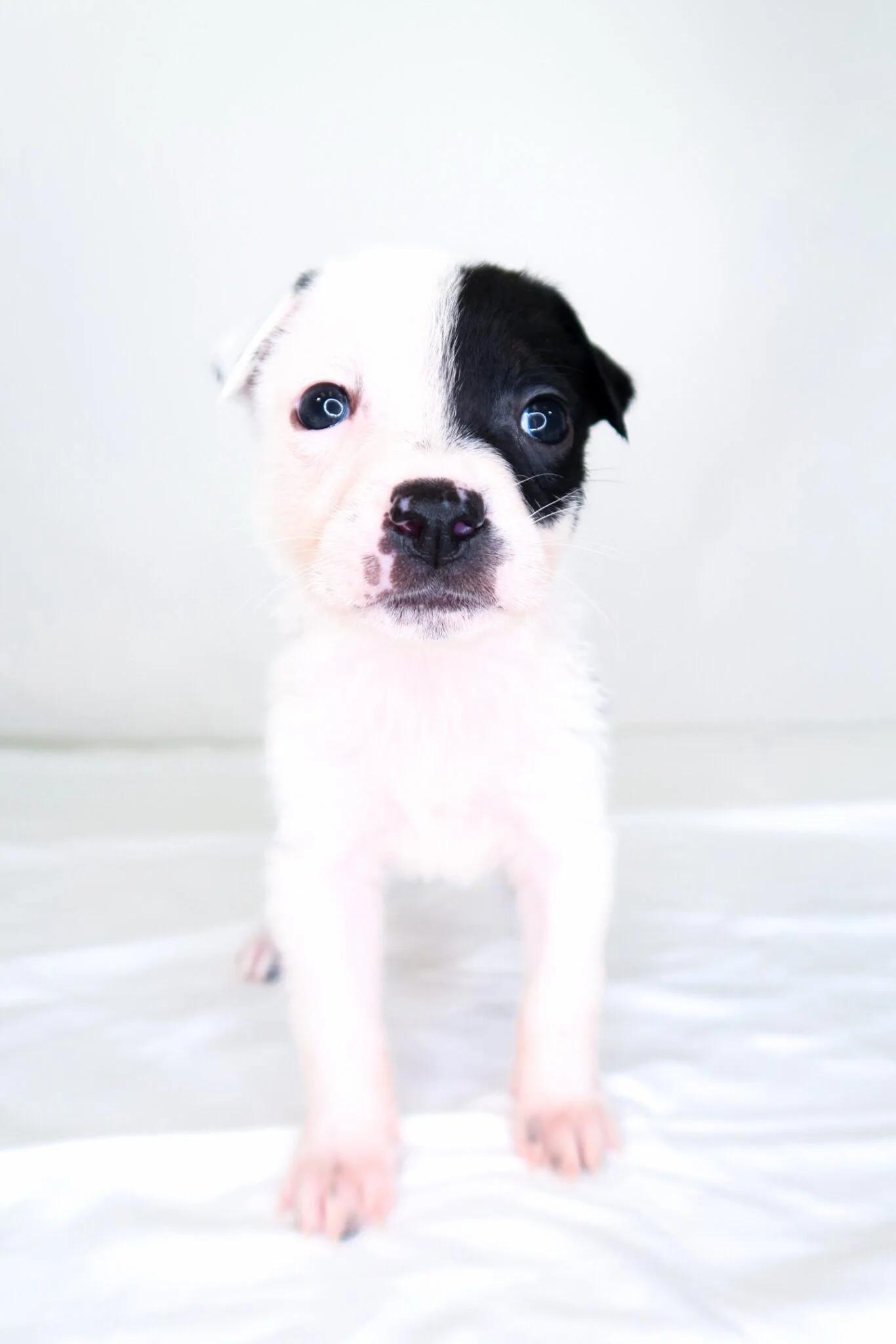 Beanie Baby, ADOPTABLE, Puppy Male Australian Cattle Dog / Blue Heeler.