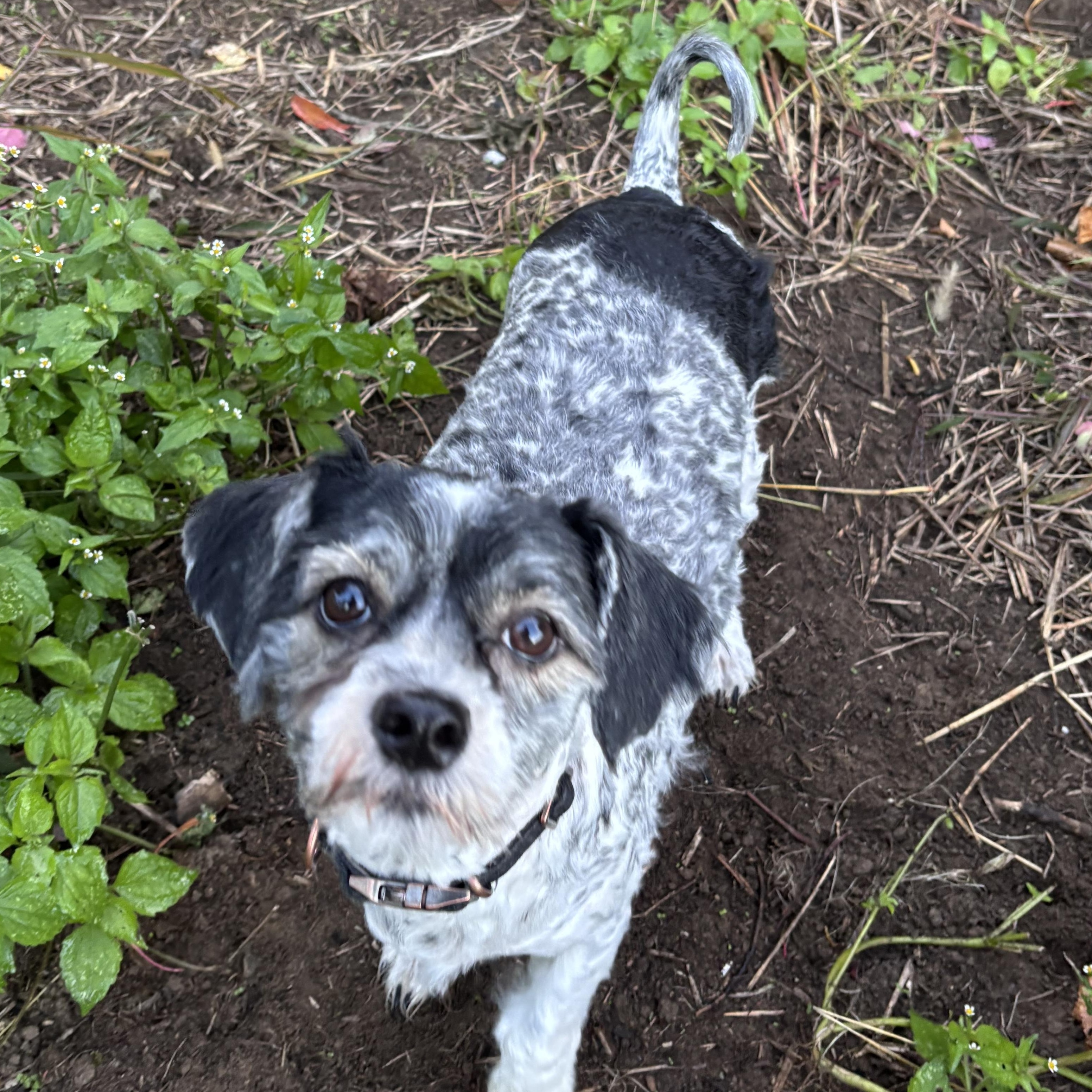 Enlarge Augustus, a Adopted Shih Tzu in Delmar, NY image 1/1