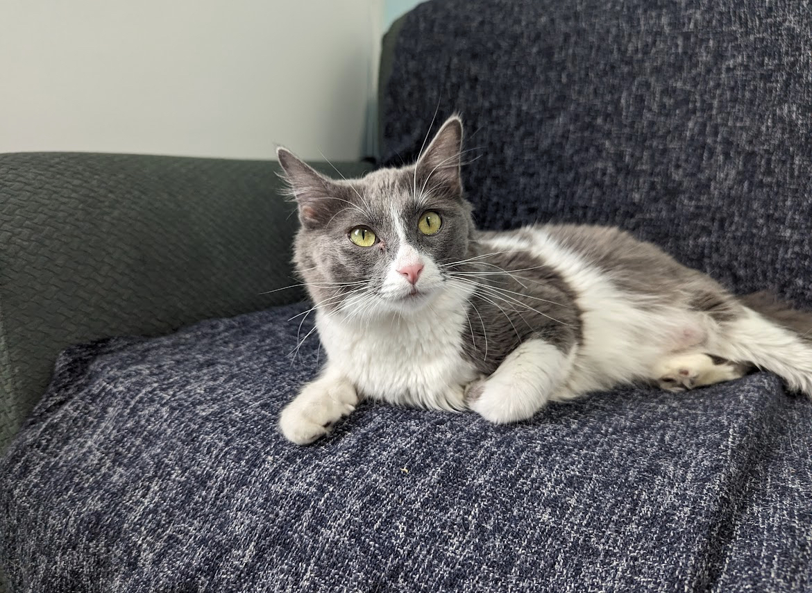 Enlarge Emma, a Adopted Domestic Medium Hair in Kimberley, BC image 2/6