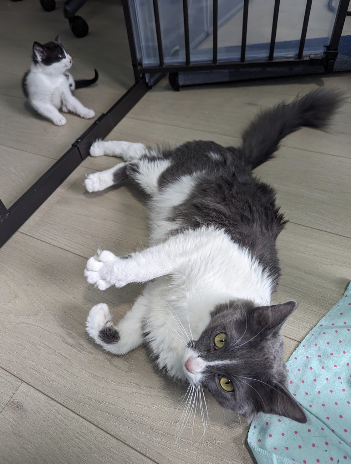 Enlarge Emma, a Adopted Domestic Medium Hair in Kimberley, BC image 3/6