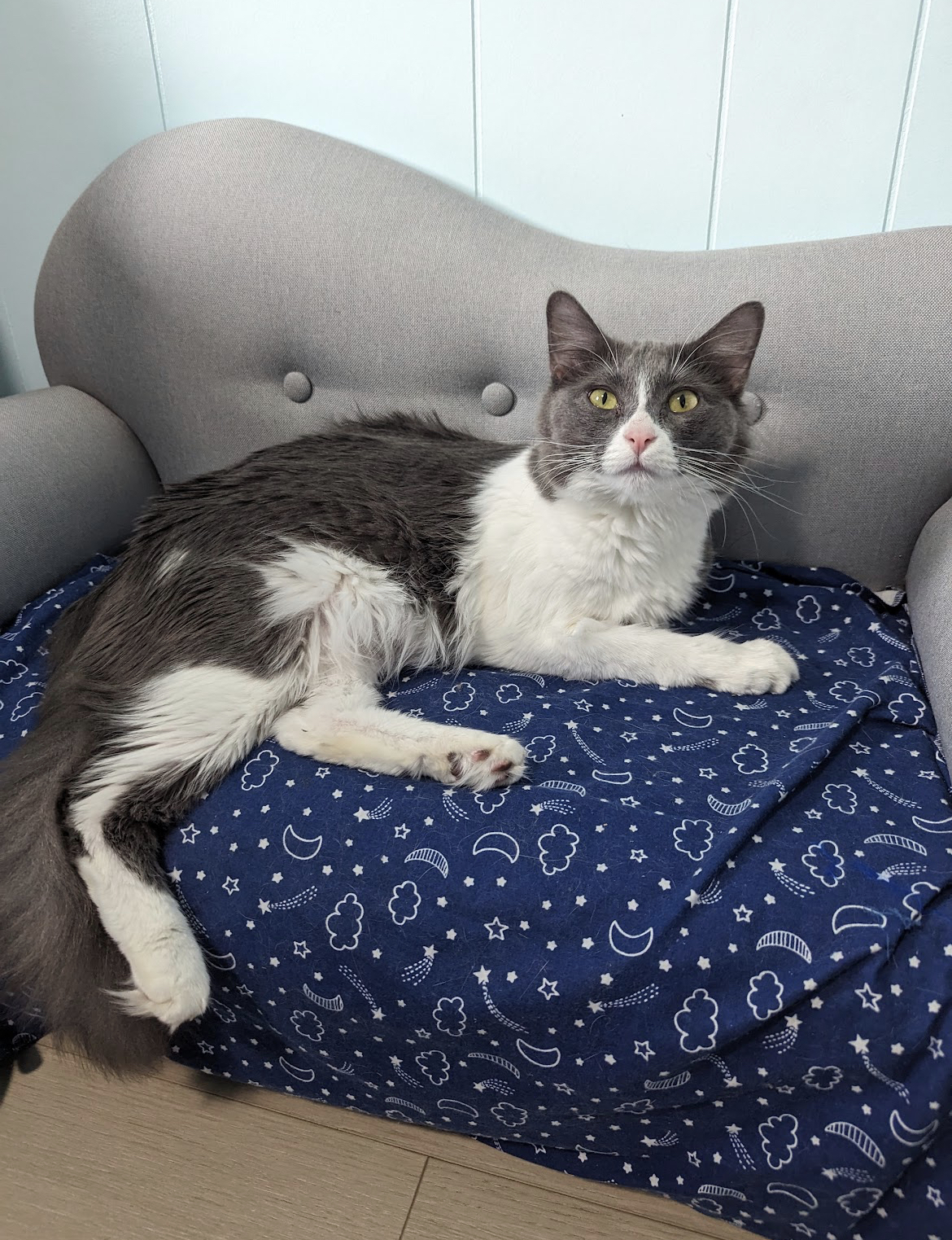 Enlarge Emma, a Adopted Domestic Medium Hair in Kimberley, BC image 4/6