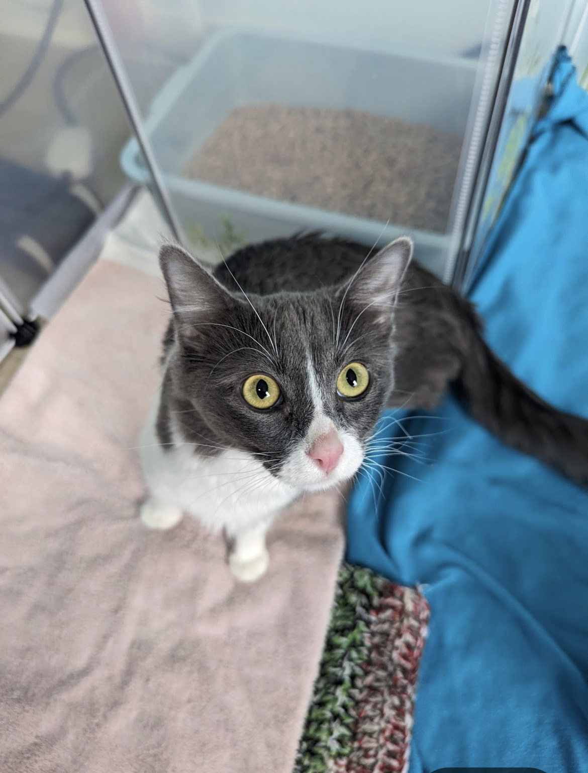 Enlarge Emma, a Adopted Domestic Medium Hair in Kimberley, BC image 5/6