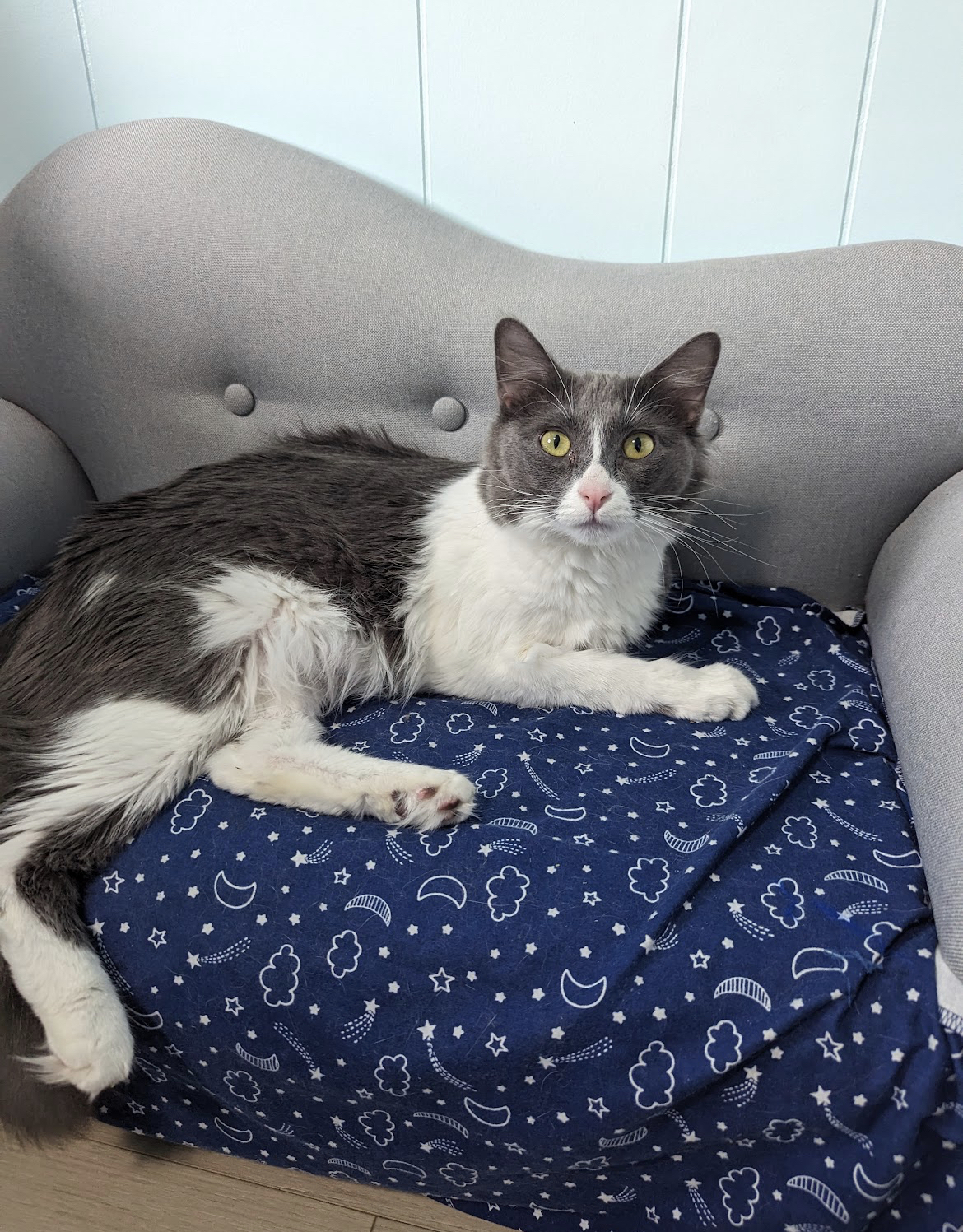 Enlarge Emma, a Adopted Domestic Medium Hair in Kimberley, BC image 6/6