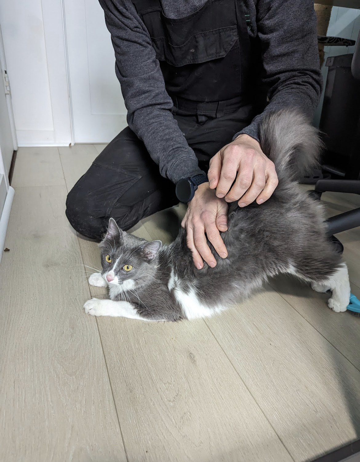 Emma, Adopted, Young Female Domestic Medium Hair.