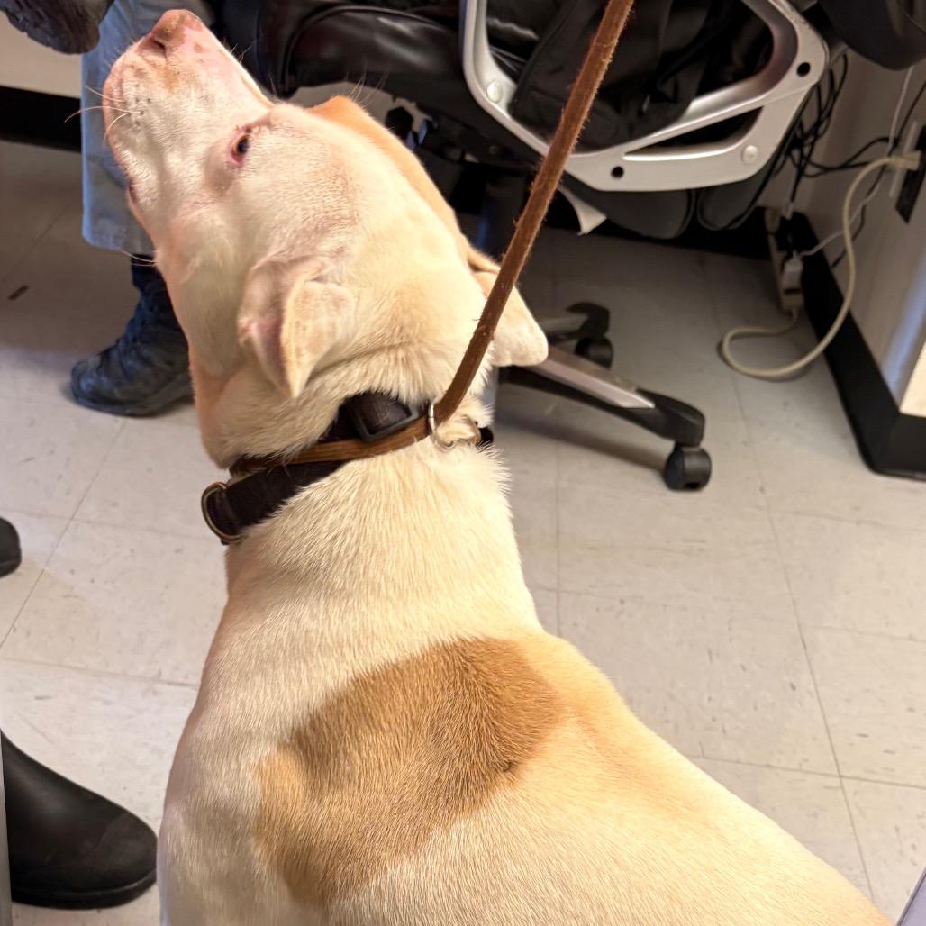 (COD) Blizz, Adoptable, Young Male Pit Bull Terrier.