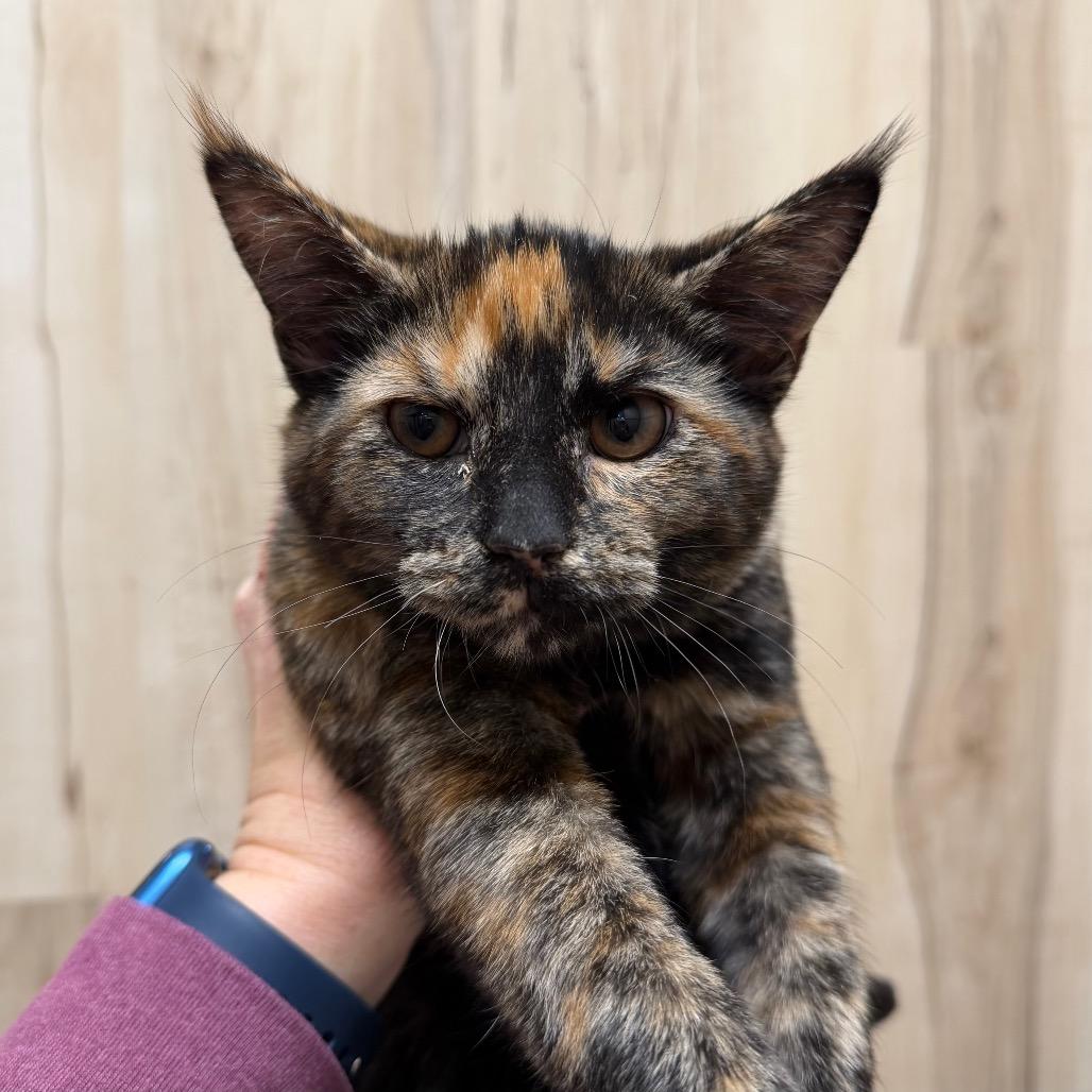 Mason — thumbnail 2