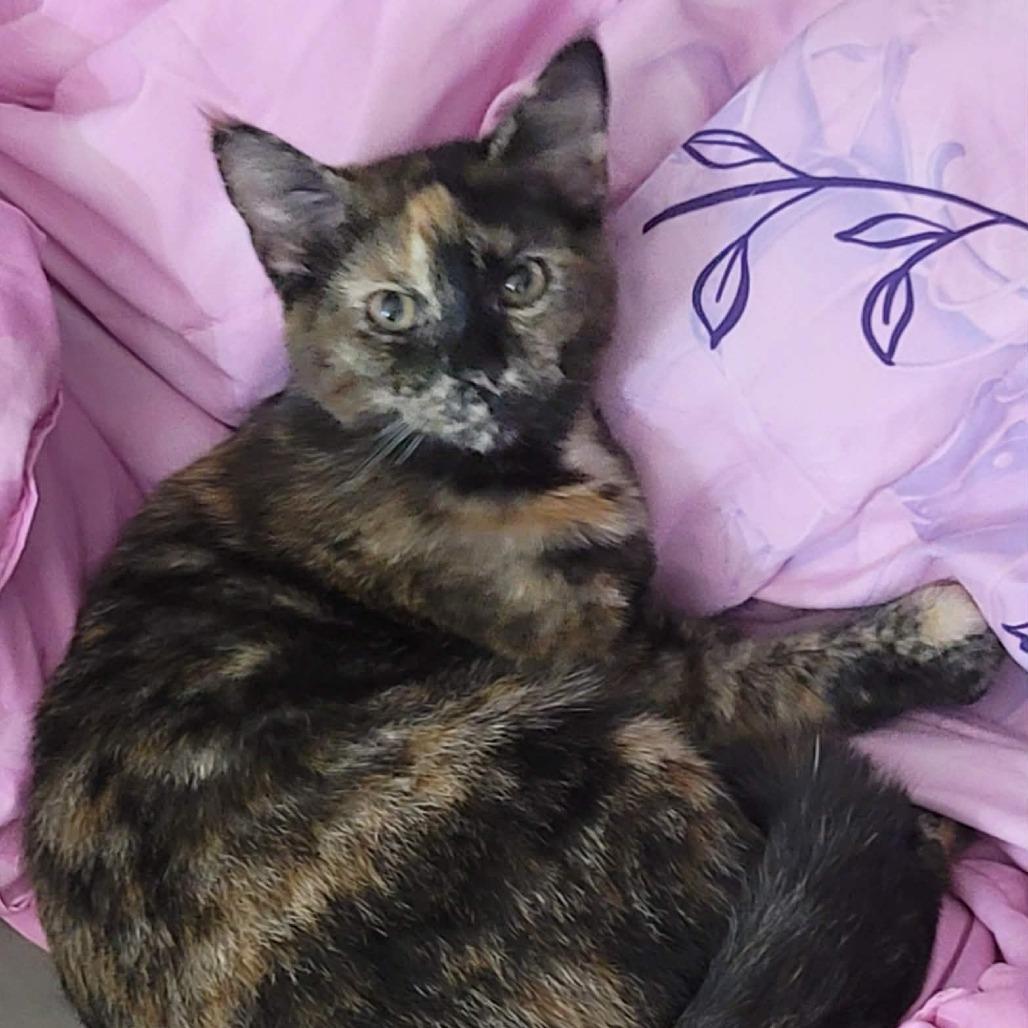 Mason — thumbnail 3