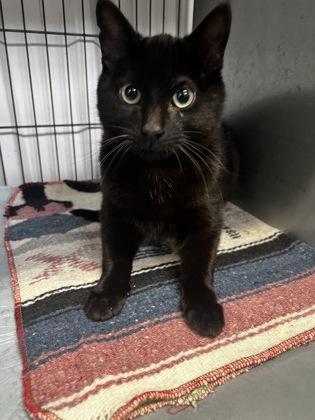 Enlarge Dagger, a Adoptable mixed breed in Simcoe, ON image 1/2