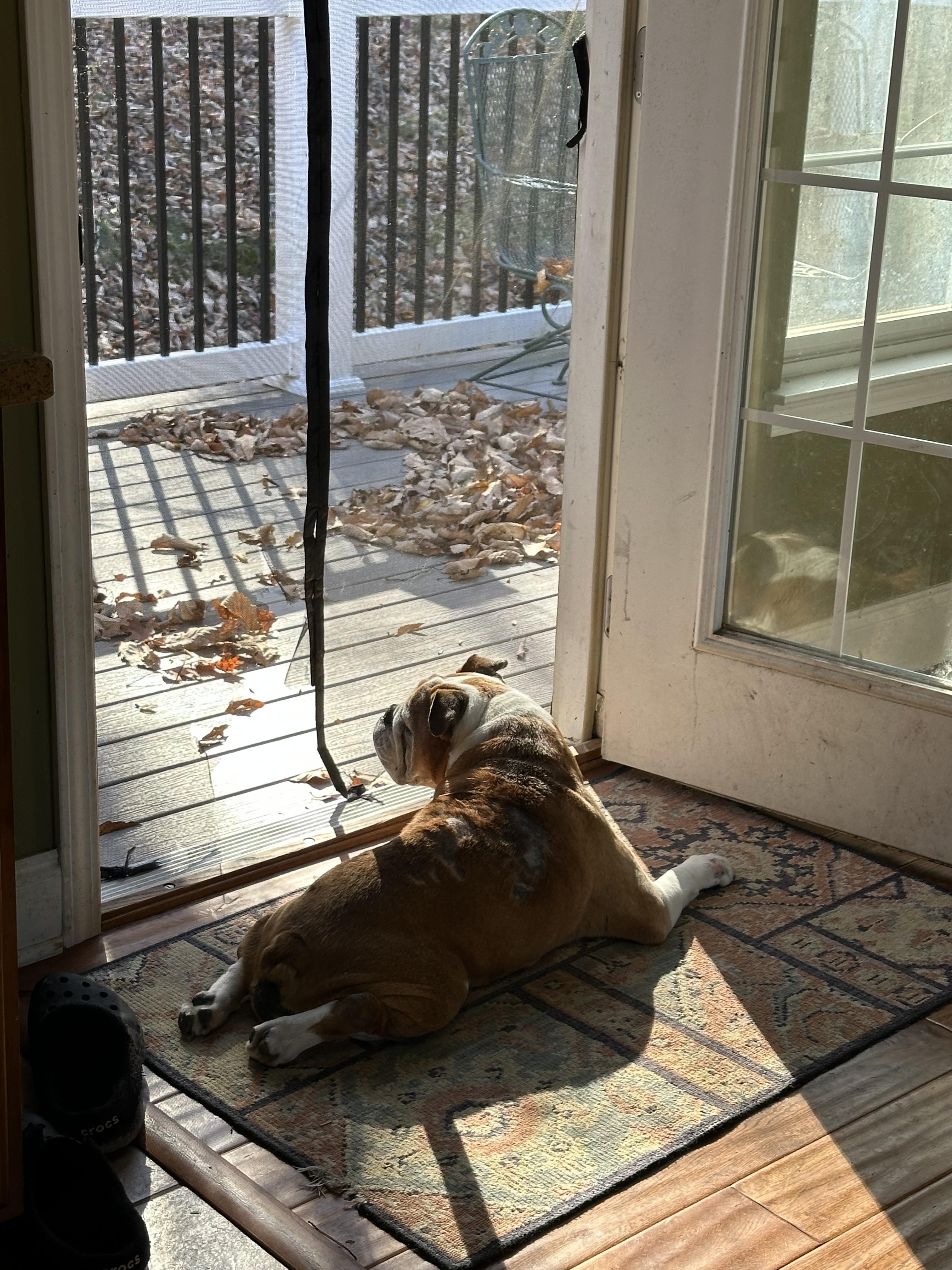 Maudie, Adoptable, Senior Female English Bulldog.