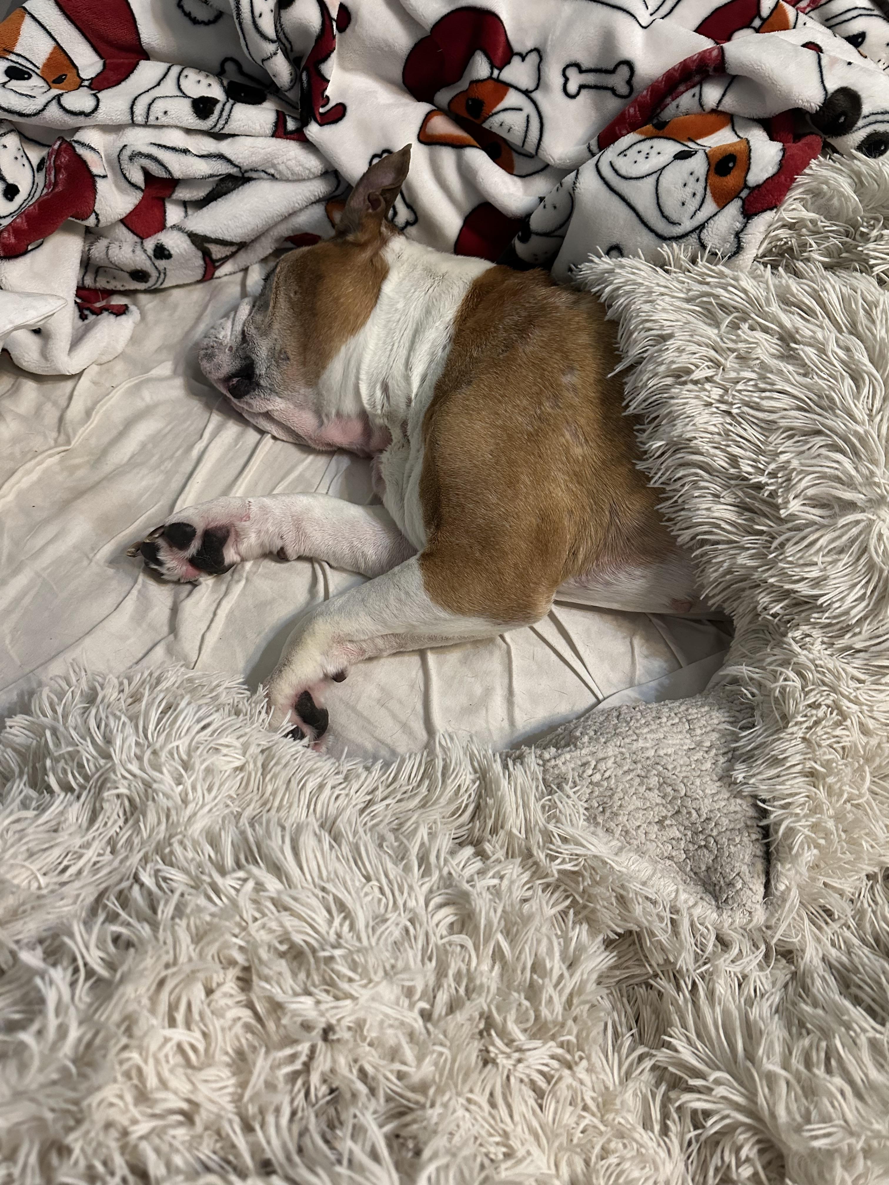 Enlarge Maudie, a Adoptable English Bulldog in Knoxville, TN image 2/6