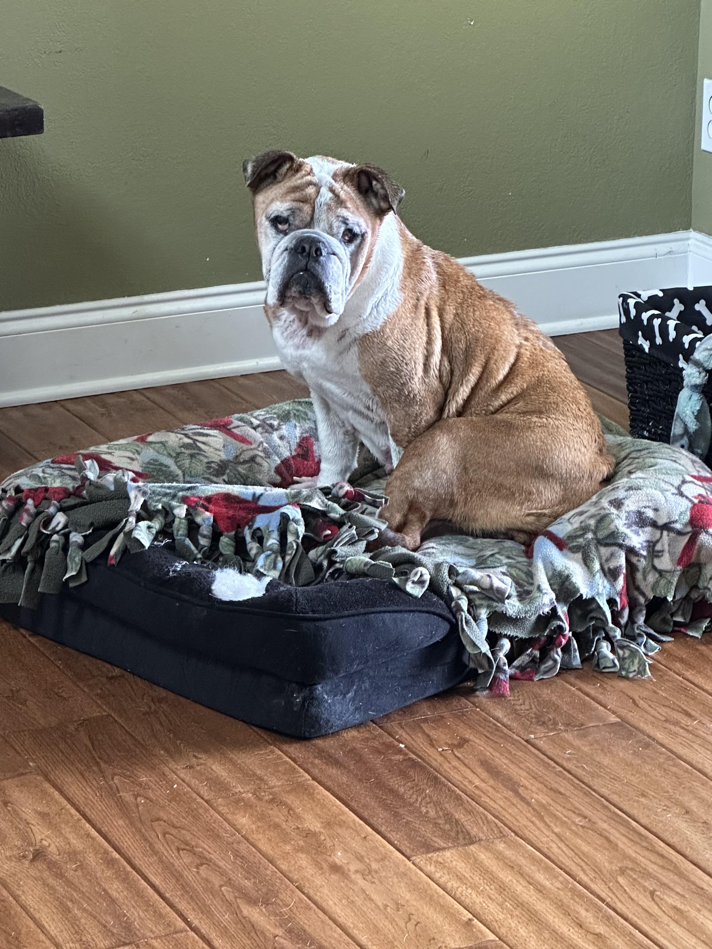 Enlarge Maudie, a Adoptable English Bulldog in Knoxville, TN image 3/6