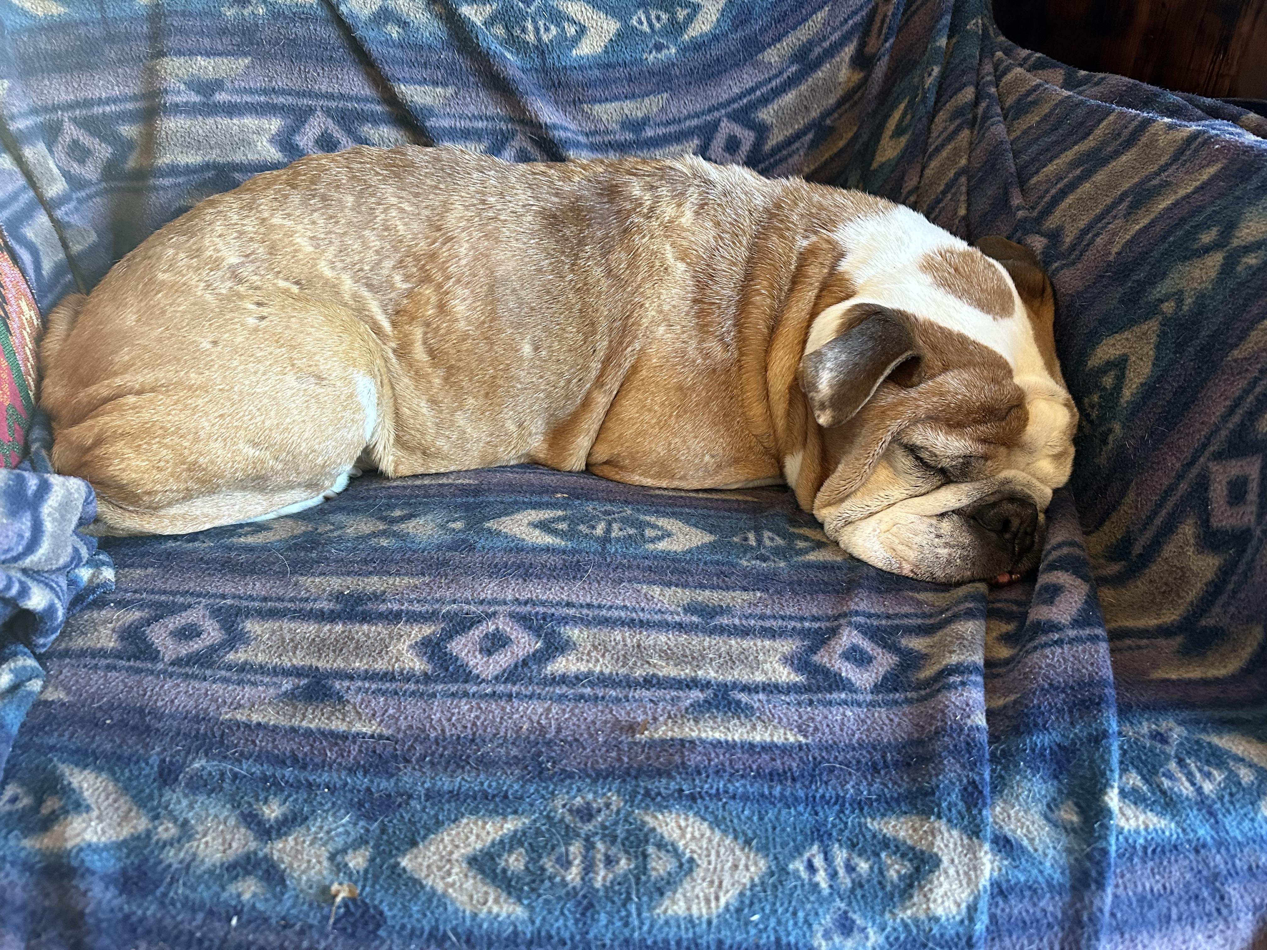 Enlarge Maudie, a Adoptable English Bulldog in Knoxville, TN image 5/6