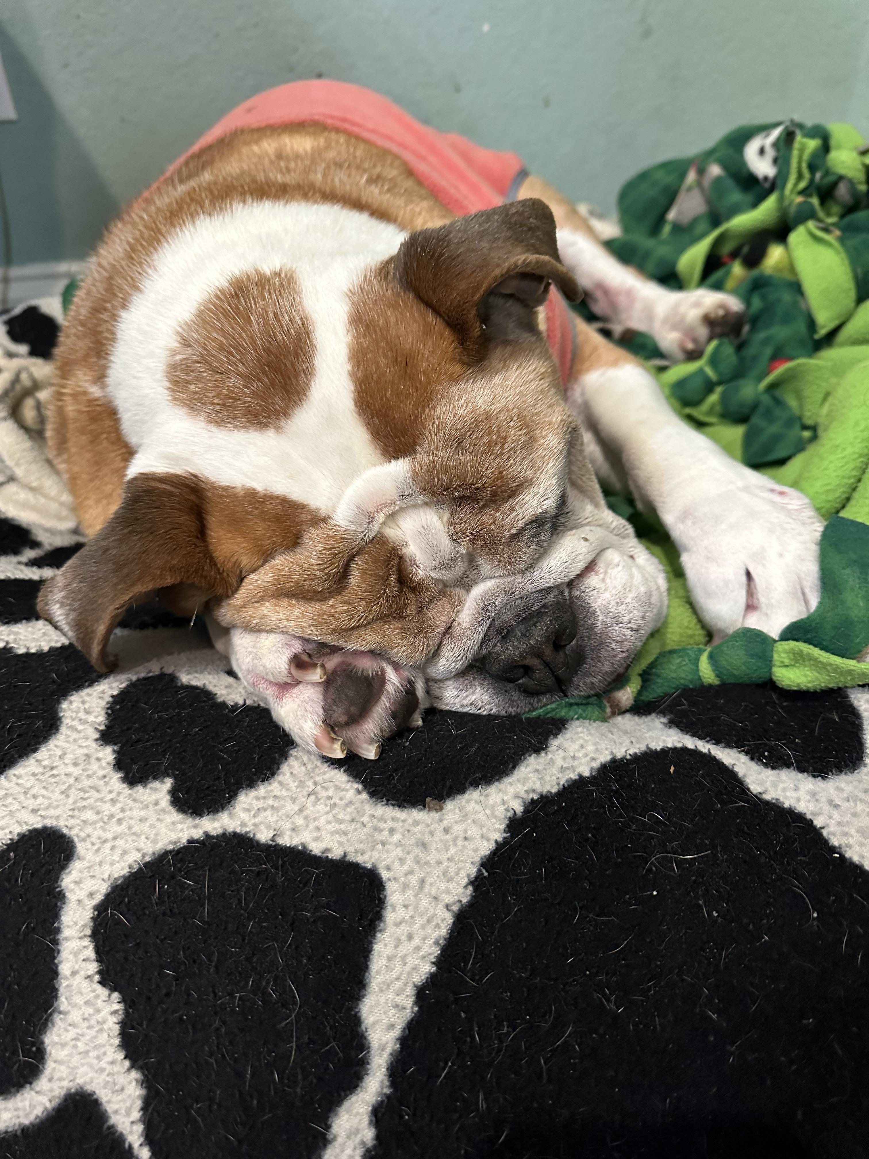 Enlarge Maudie, a Adoptable English Bulldog in Knoxville, TN image 6/6