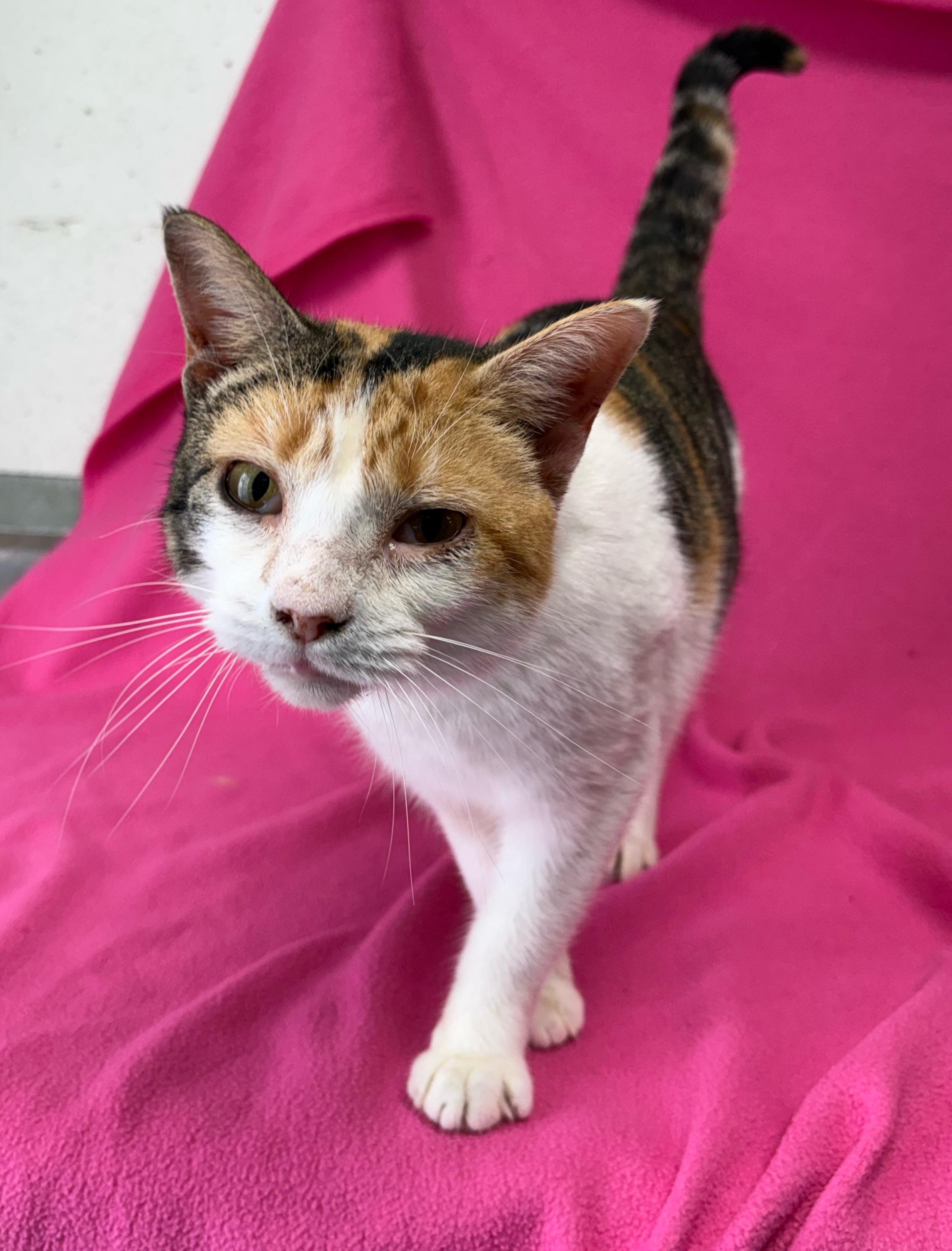 Lilly, ADOPTABLE, Young Female Domestic Short Hair.