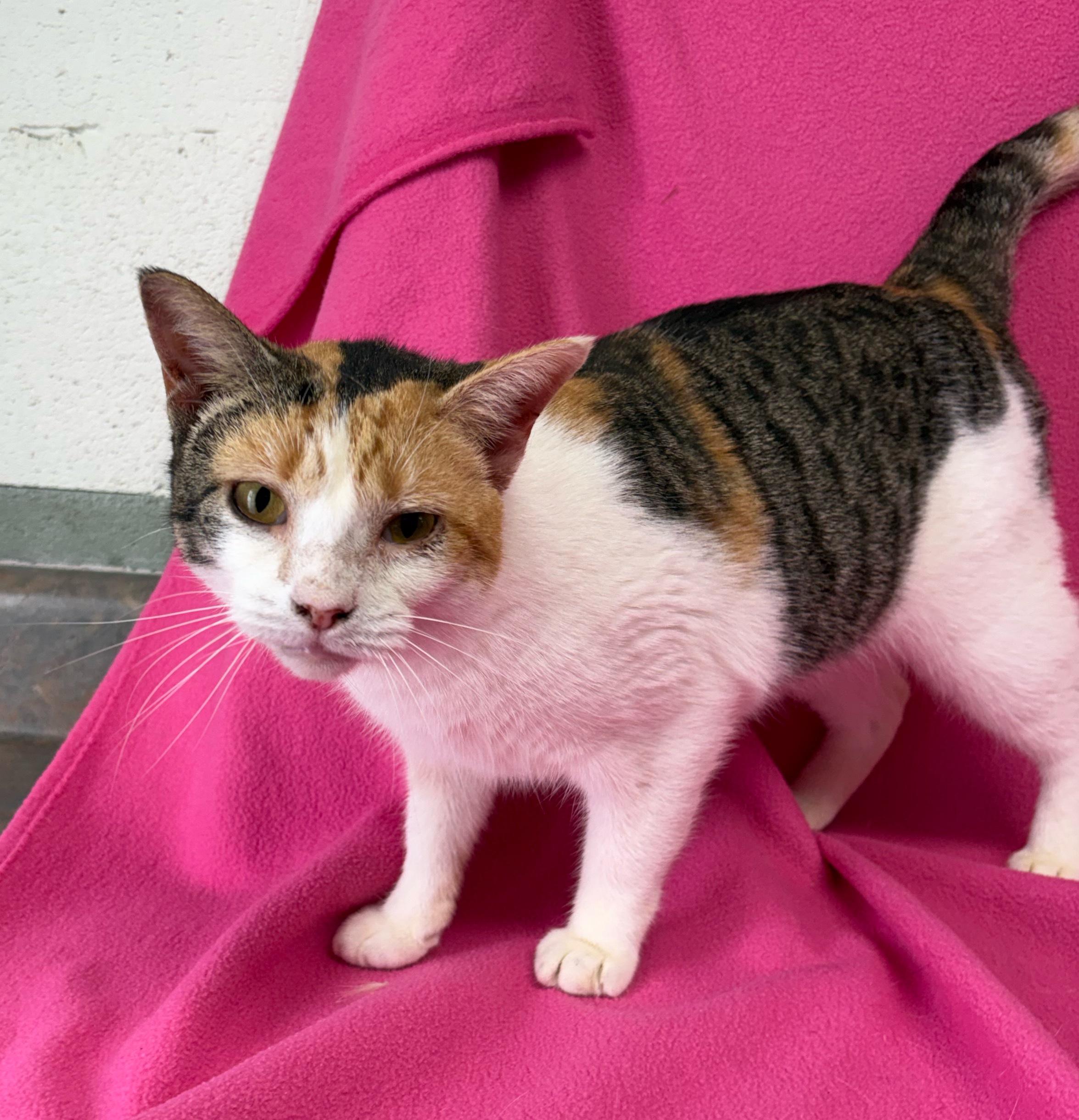 Lilly, a ADOPTABLE Domestic Short Hair in Valdosta, GA image 2/2