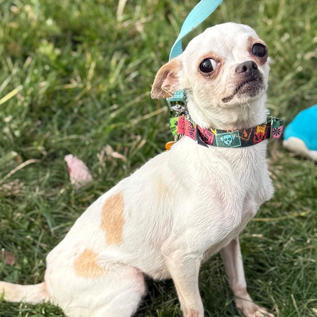Piper, Adoptable, Young Female Chihuahua.
