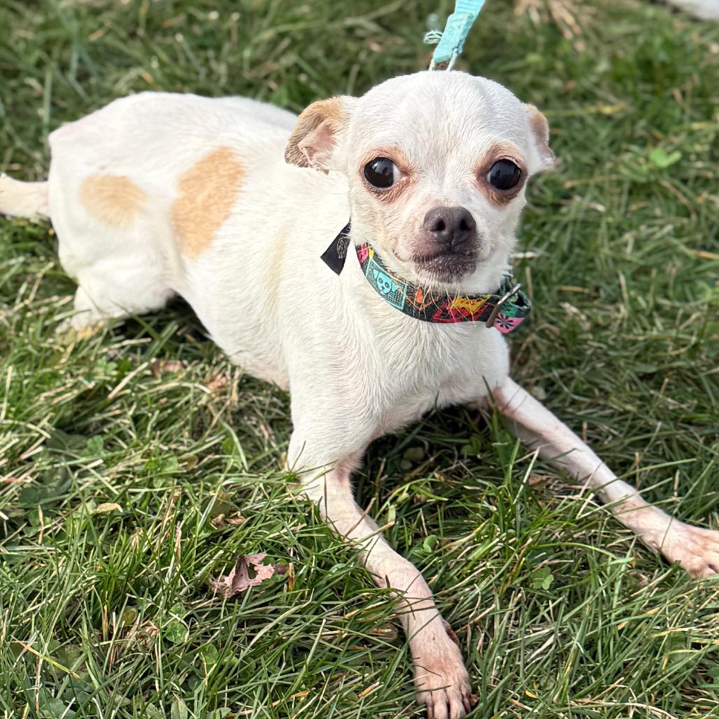 Piper, a Adoptable Chihuahua in Hudson, IL image 2/5