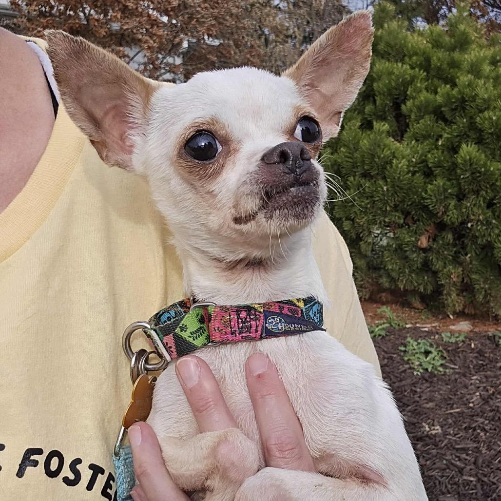 Piper, a Adoptable Chihuahua in Hudson, IL image 3/5