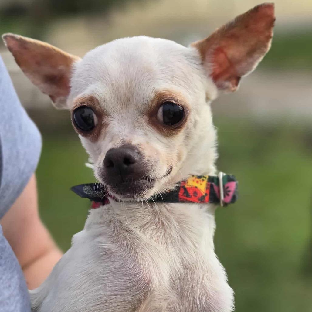 Piper, a Adoptable Chihuahua in Hudson, IL image 4/5