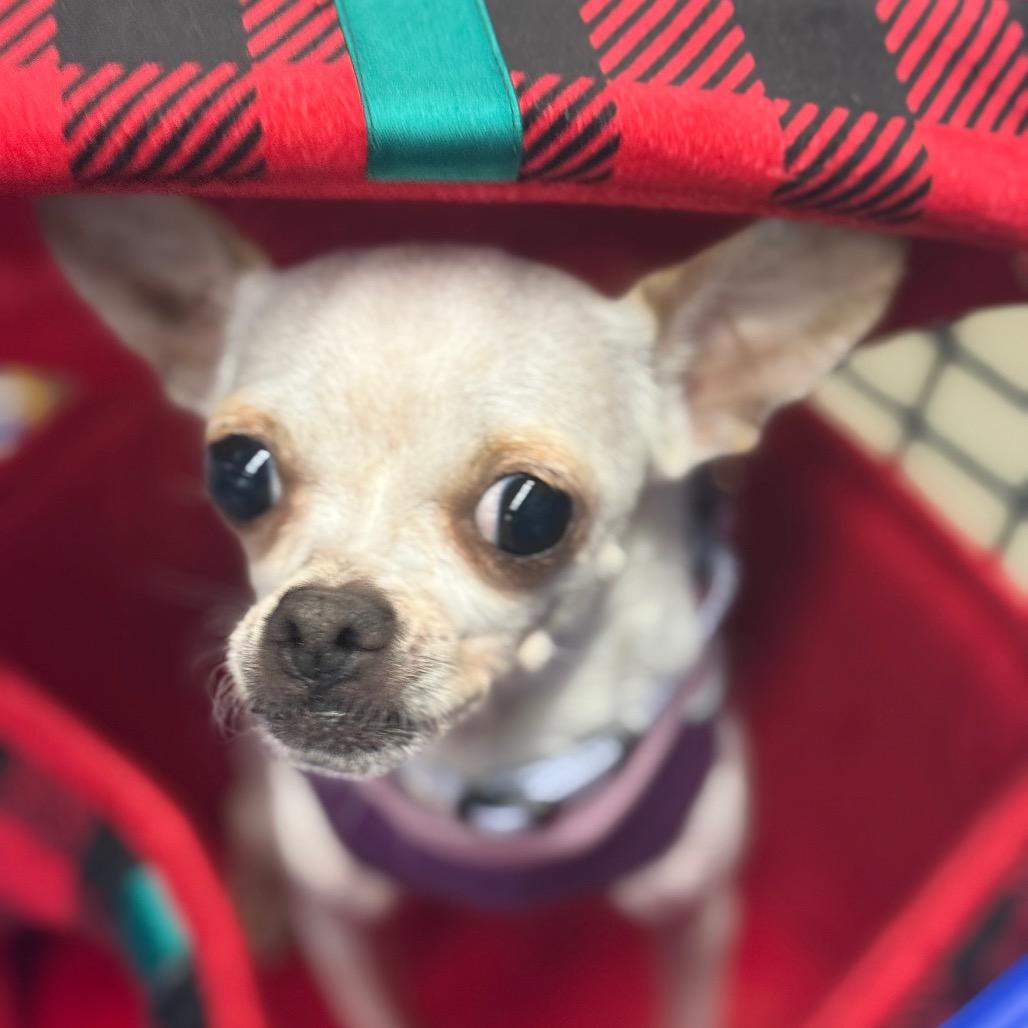 Piper, a Adoptable Chihuahua in Hudson, IL image 5/5