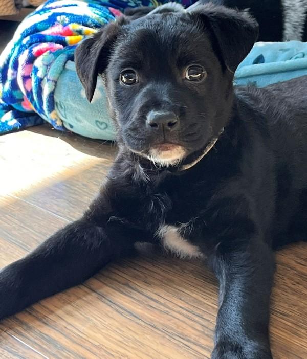 Stork, Adoptable, Puppy Male Australian Shepherd.