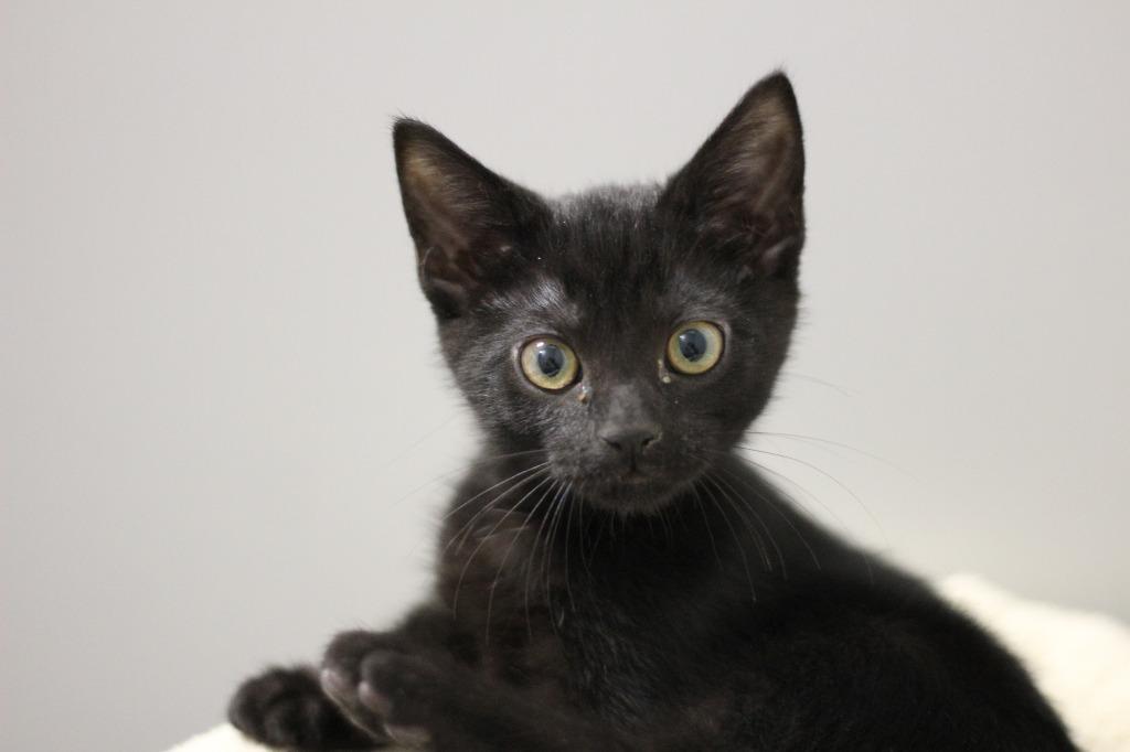 Poppyseed and Sprout, Adoptable, Kitten Male Domestic Short Hair.