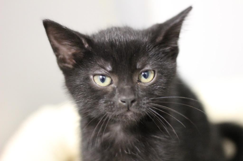 Poppyseed and Sprout, a Adoptable mixed breed in Rockford, IL image 2/2