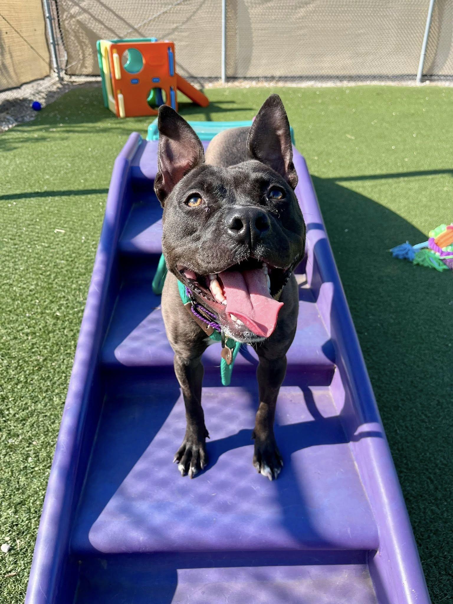 Enlarge Himalaya, a ADOPTABLE mixed breed in Cleveland, OH image 6/6
