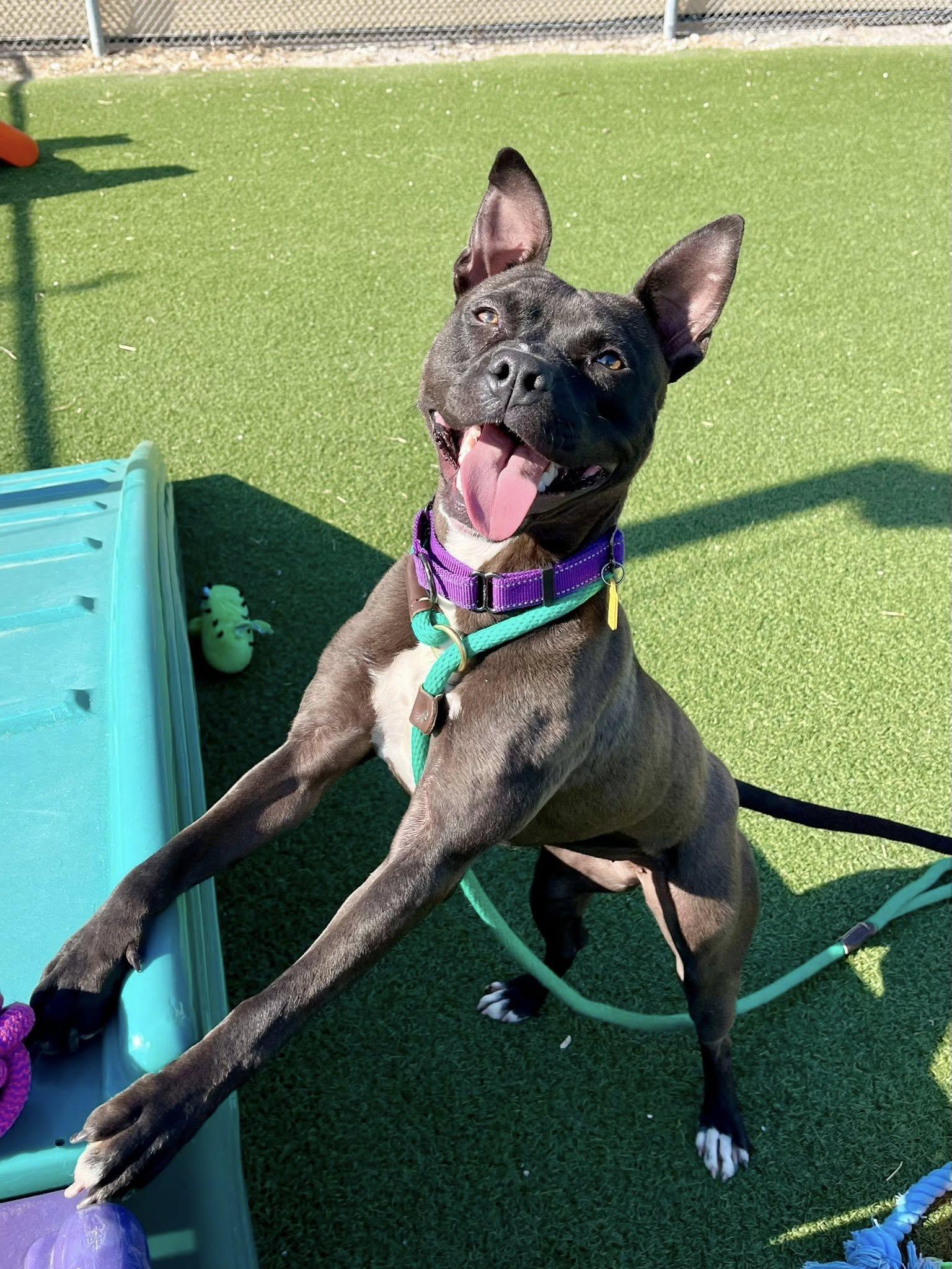 Enlarge Himalaya, a ADOPTABLE mixed breed in Cleveland, OH image 5/6