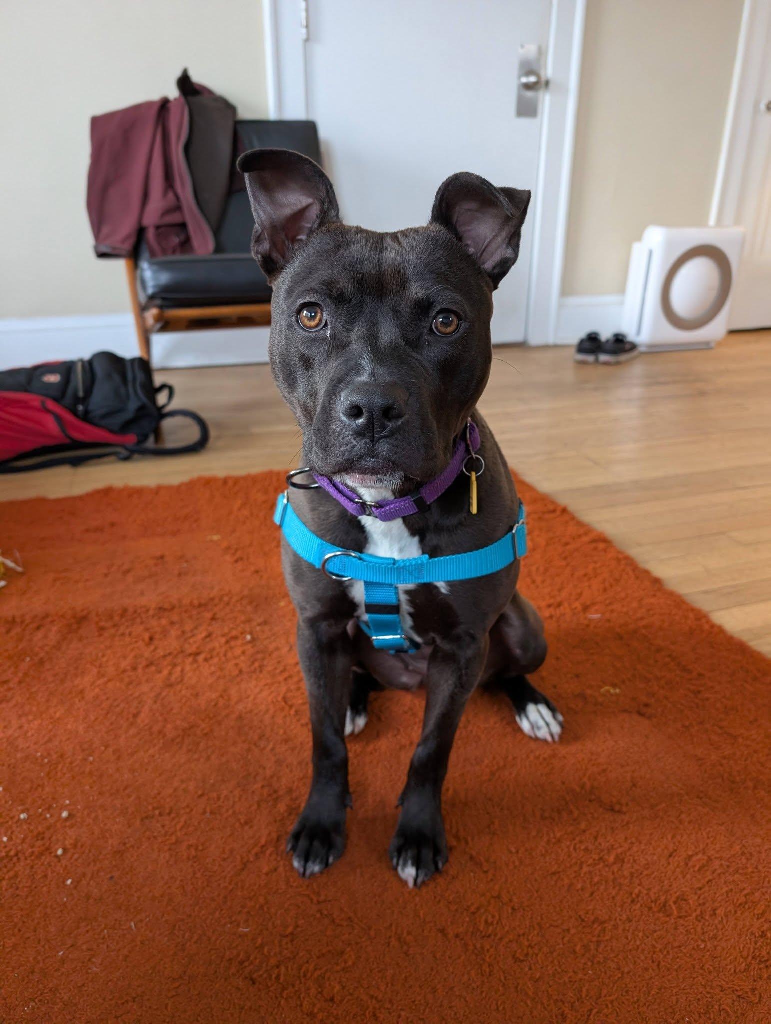 Enlarge Himalaya, a ADOPTABLE mixed breed in Cleveland, OH image 1/6