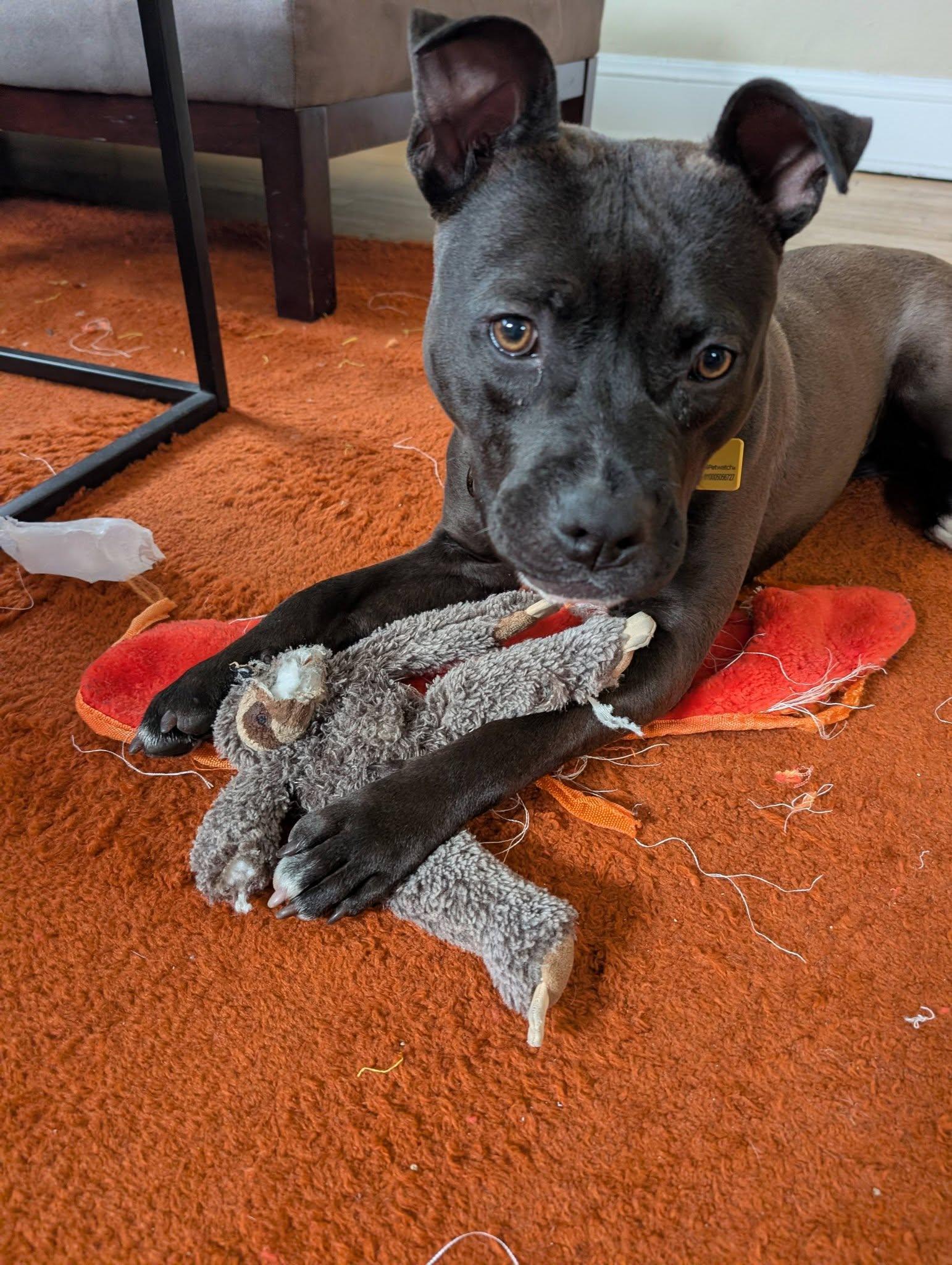 Enlarge Himalaya, a ADOPTABLE mixed breed in Cleveland, OH image 5/6