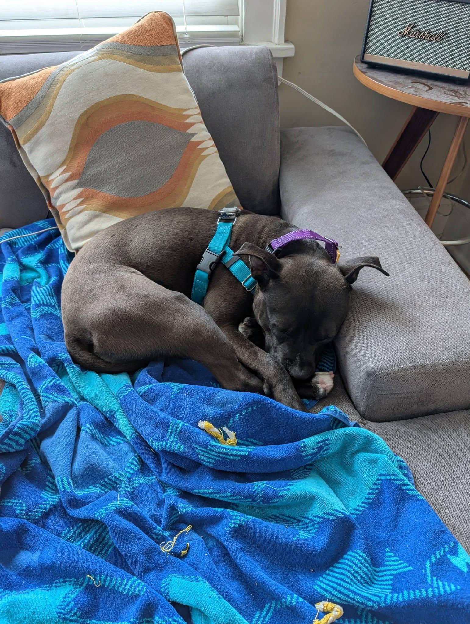 Enlarge Himalaya, a ADOPTABLE mixed breed in Cleveland, OH image 6/6