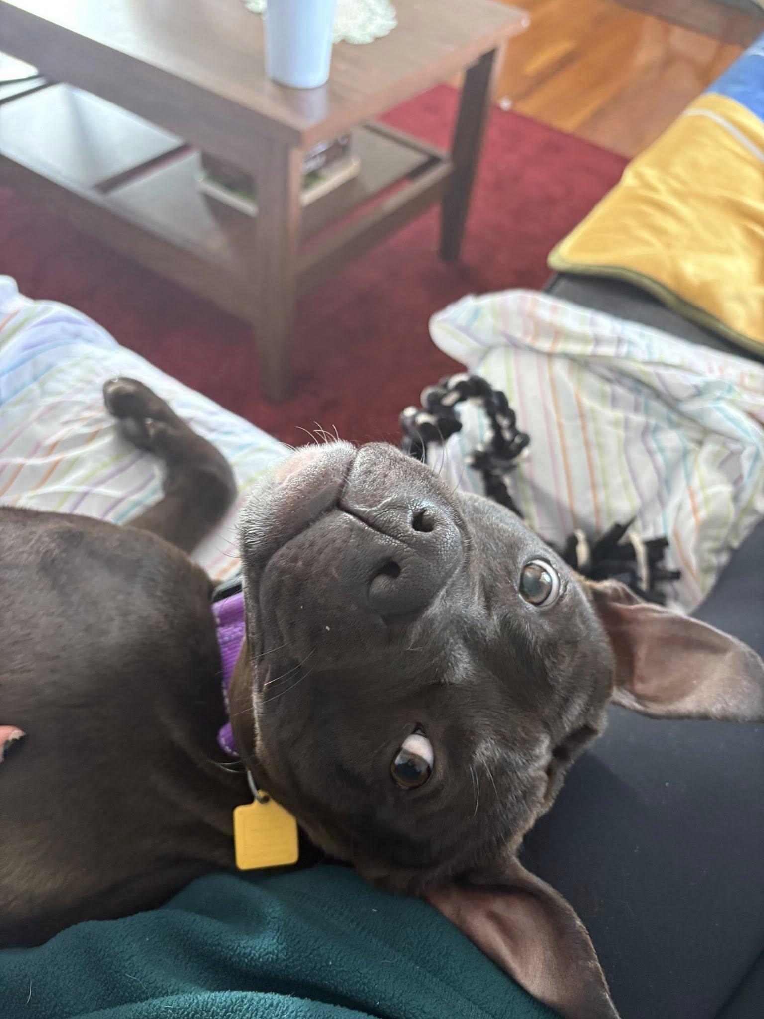 Enlarge Himalaya, a ADOPTABLE mixed breed in Cleveland, OH image 3/6