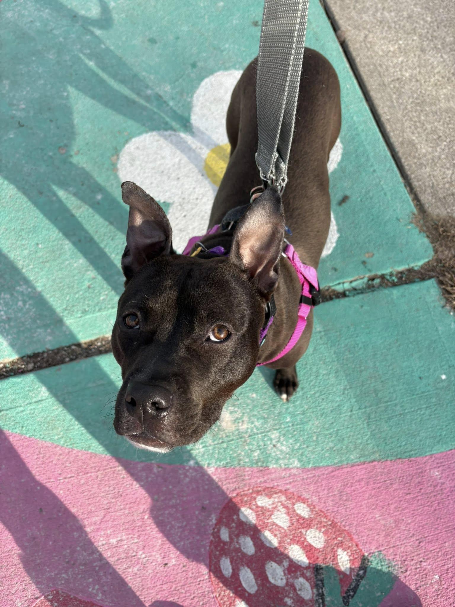 Enlarge Himalaya, a ADOPTABLE mixed breed in Cleveland, OH image 4/6