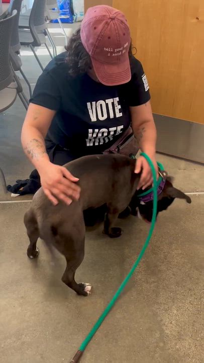 Enlarge Himalaya, a ADOPTABLE mixed breed in Cleveland, OH video 6/6
