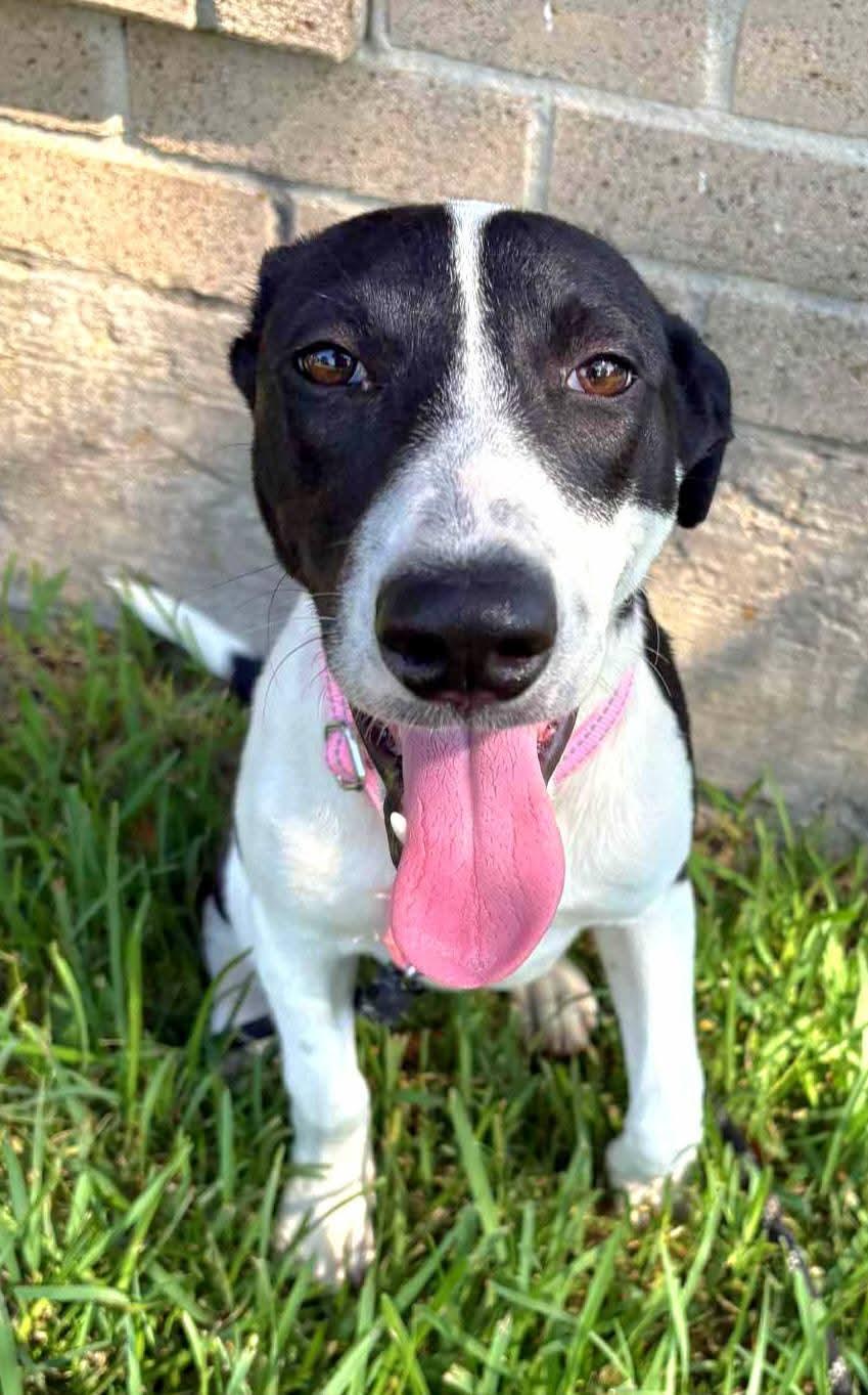 Enlarge Candy, a ADOPTABLE mixed breed in Dickinson, TX image 3/4