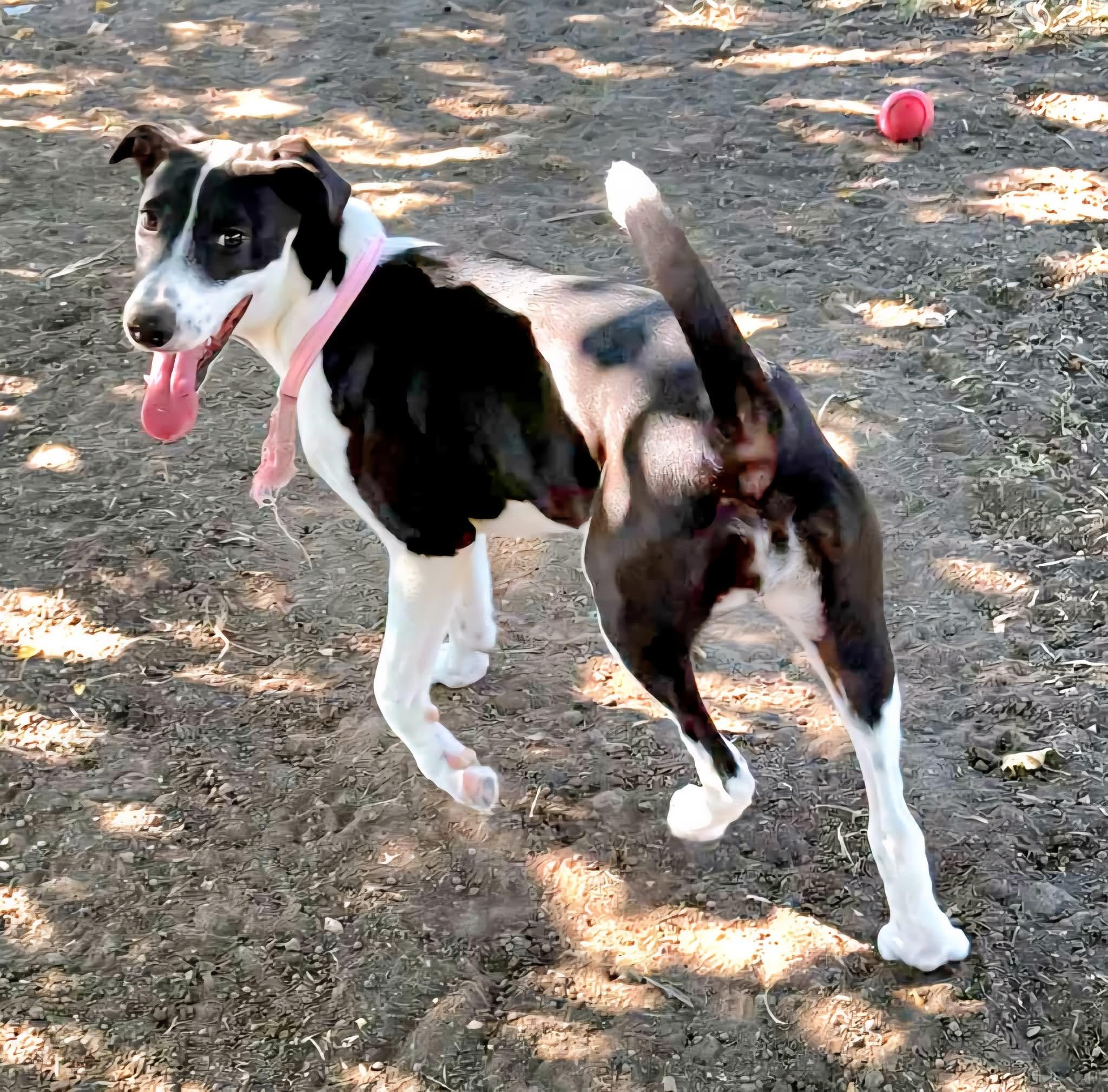 Enlarge Candy, a ADOPTABLE mixed breed in Dickinson, TX image 2/4