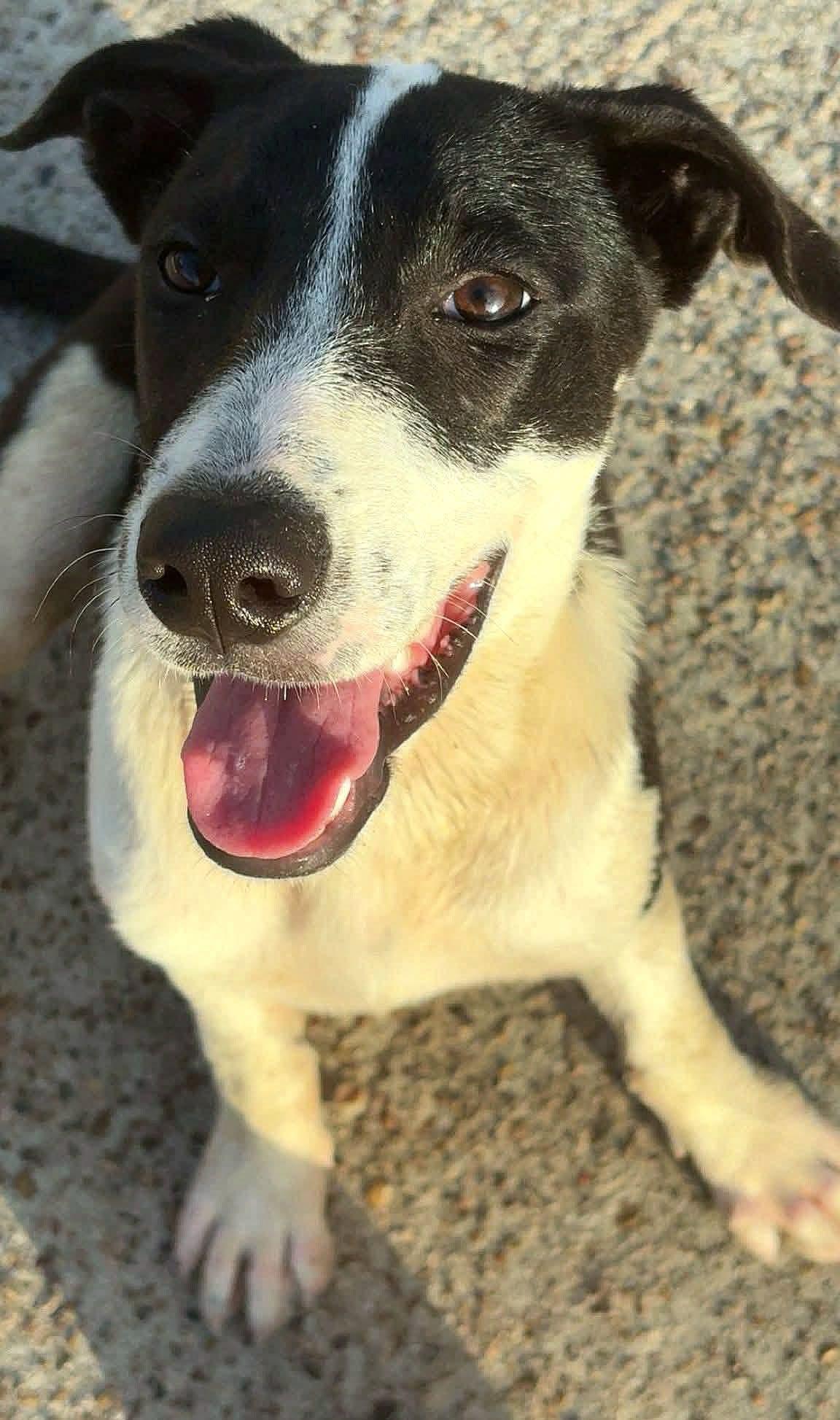 Enlarge Candy, a ADOPTABLE mixed breed in Dickinson, TX image 1/4