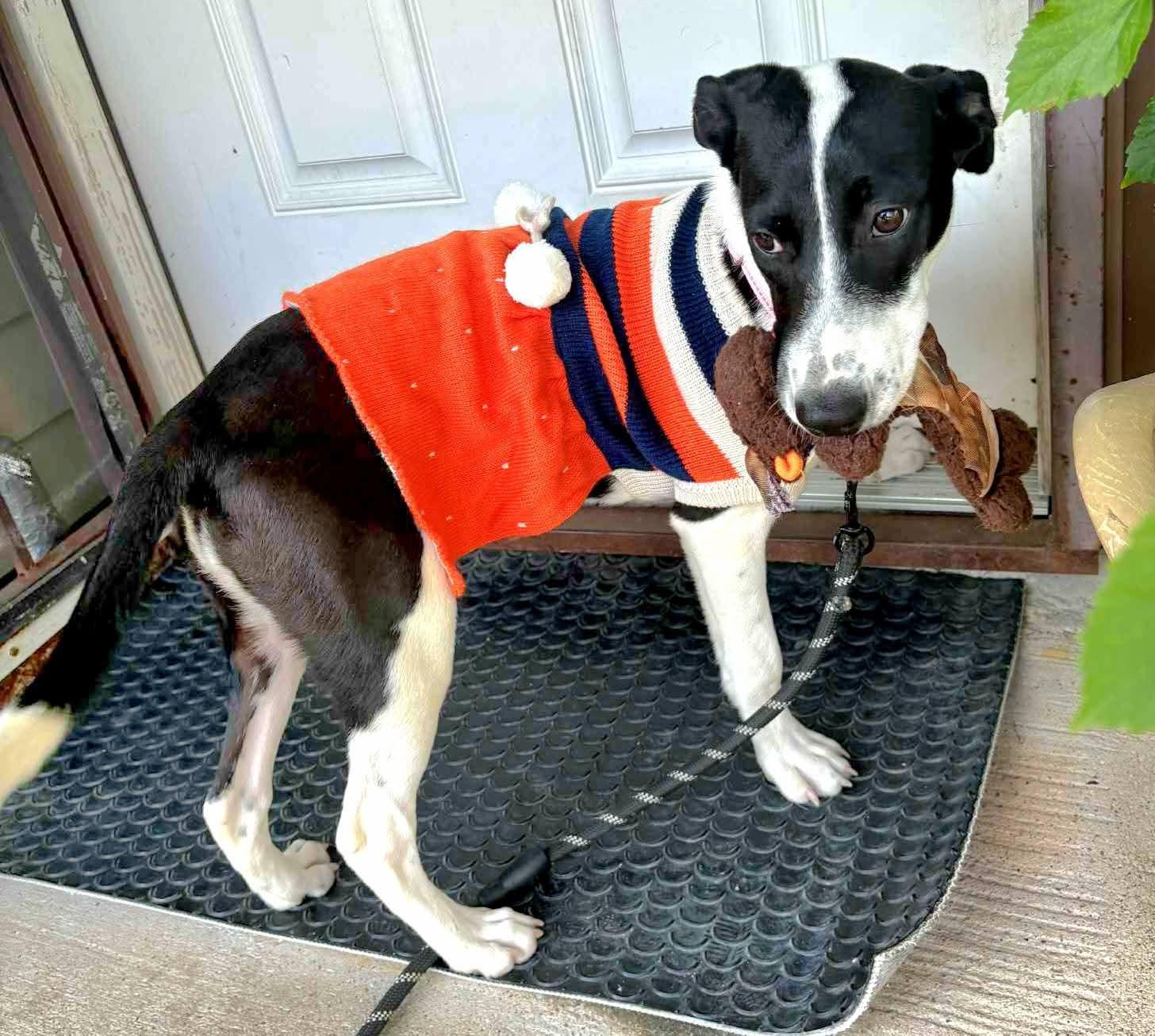 Enlarge Candy, a ADOPTABLE mixed breed in Dickinson, TX image 4/4
