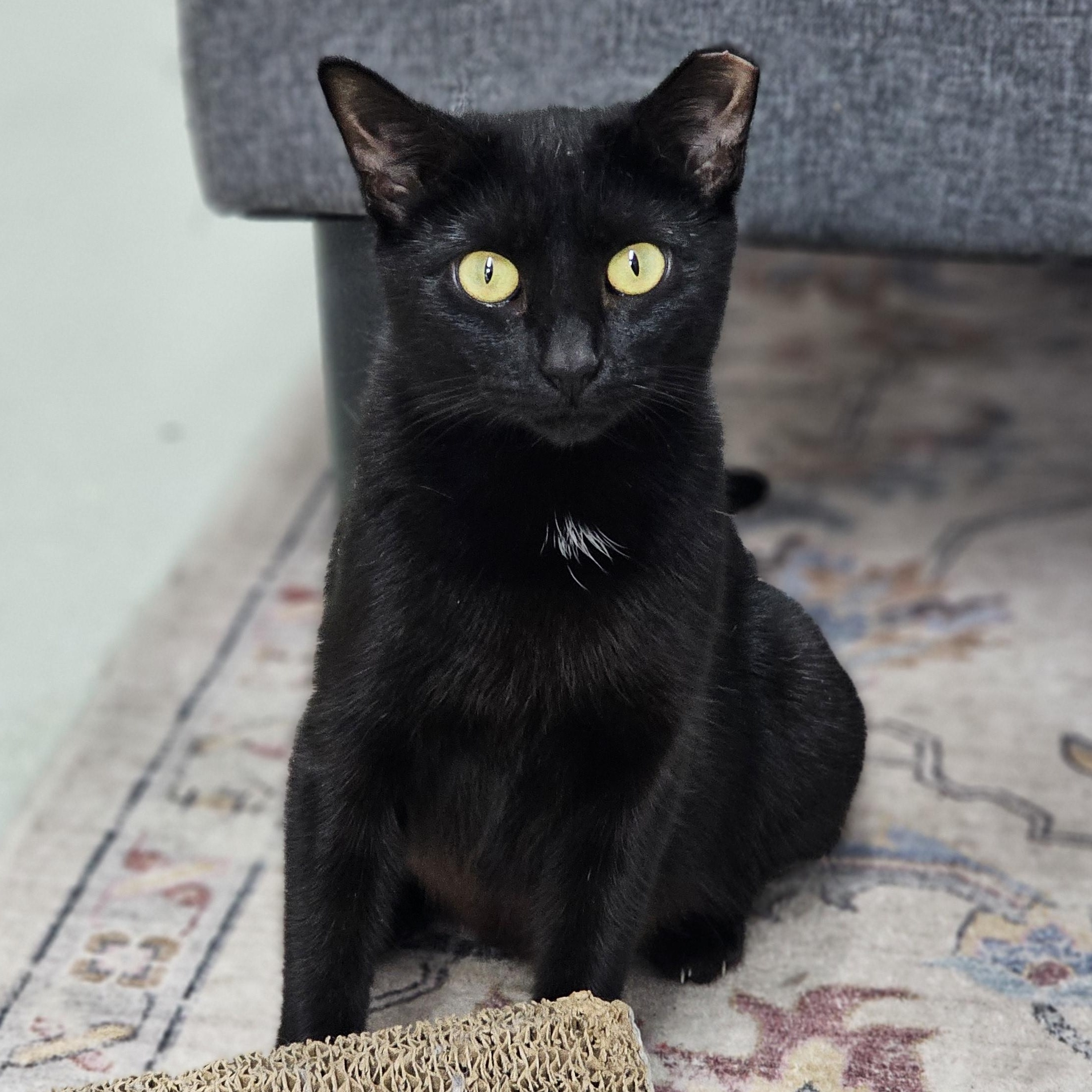 Merry, ADOPTABLE, Young Female Domestic Short Hair.