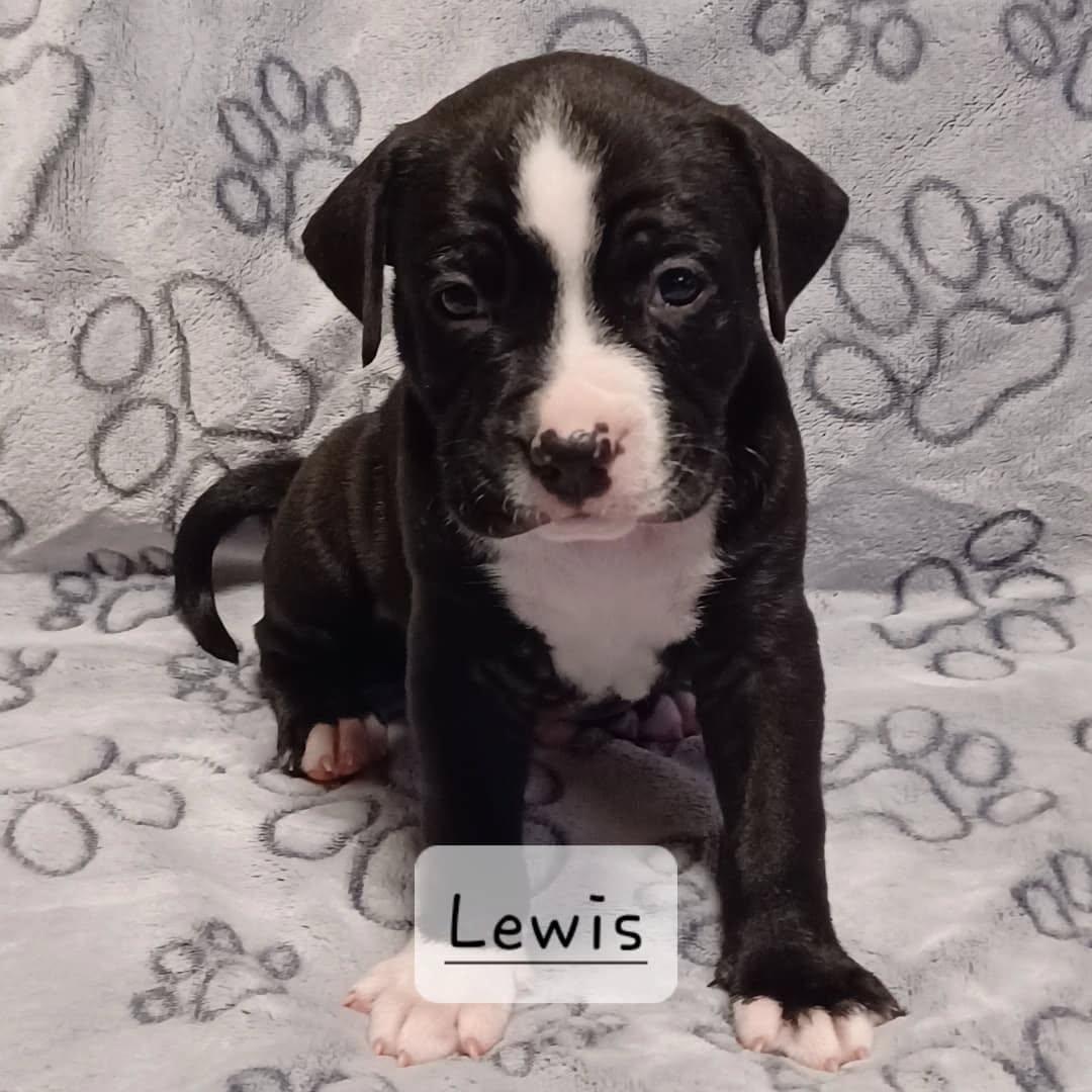 Enlarge Lewis, a Adopted mixed breed in Indianapolis, IN image 1/1