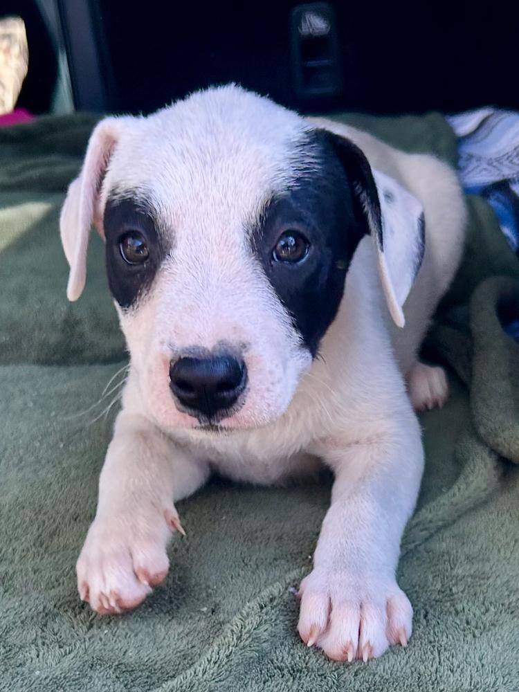 Enlarge Sophie - hoops litter, a Adopted mixed breed in Lancaster, PA image 1/3