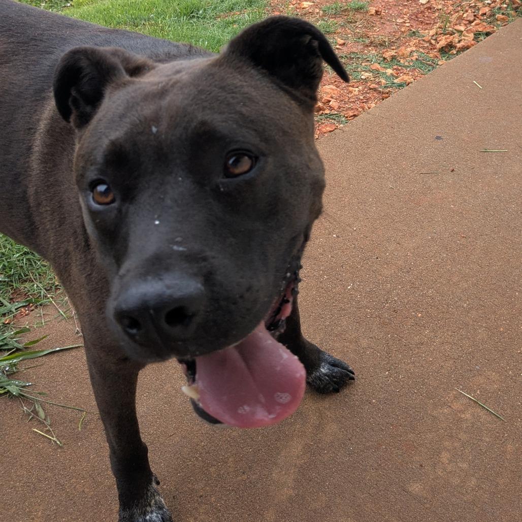 Rooster, Adoptable, Adult Male Pit Bull Terrier.