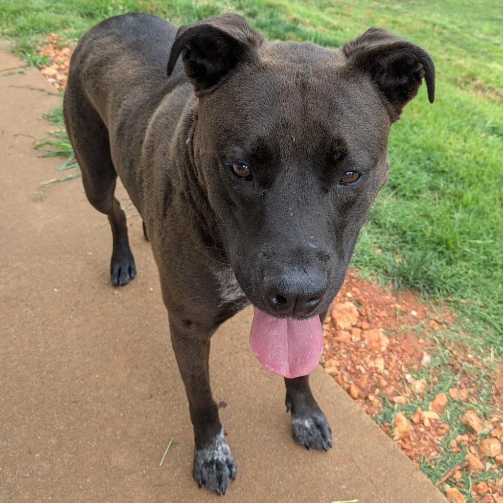 Enlarge Rooster, a Adoptable Pit Bull Terrier in Huntsville, AR image 2/5