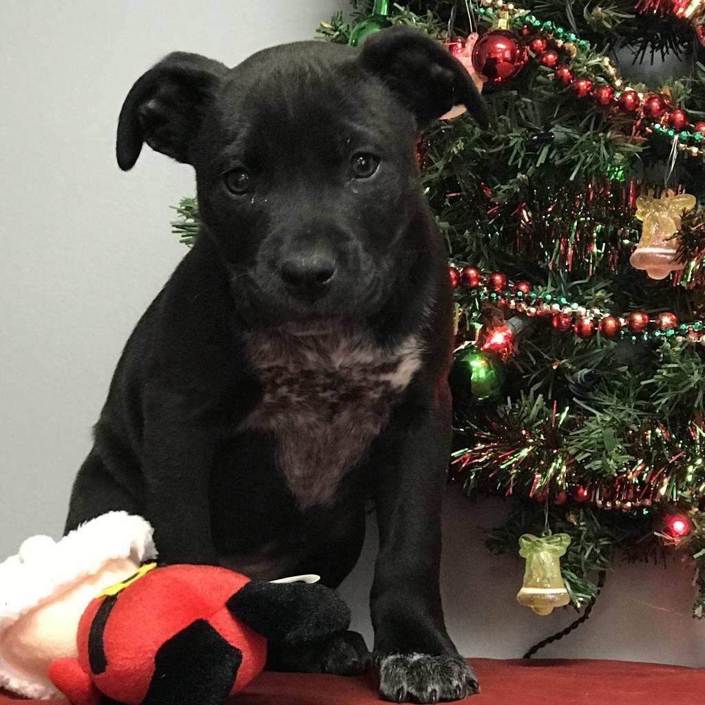 Enlarge Rooster, a Adoptable Pit Bull Terrier in Huntsville, AR image 3/5