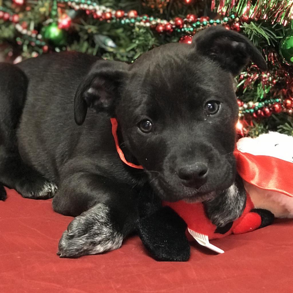 Enlarge Rooster, a Adoptable Pit Bull Terrier in Huntsville, AR image 4/5