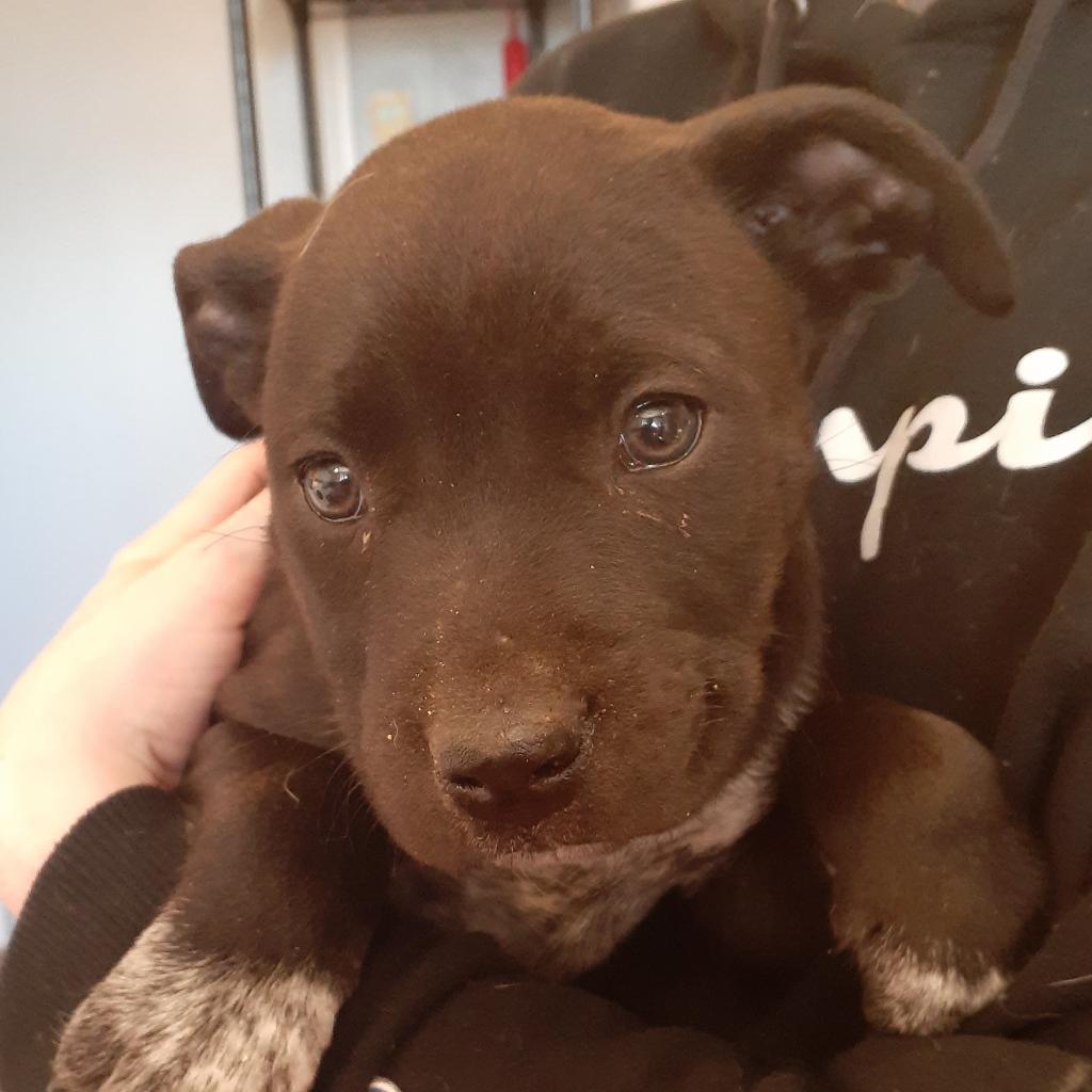 Enlarge Rooster, a Adoptable Pit Bull Terrier in Huntsville, AR image 5/5