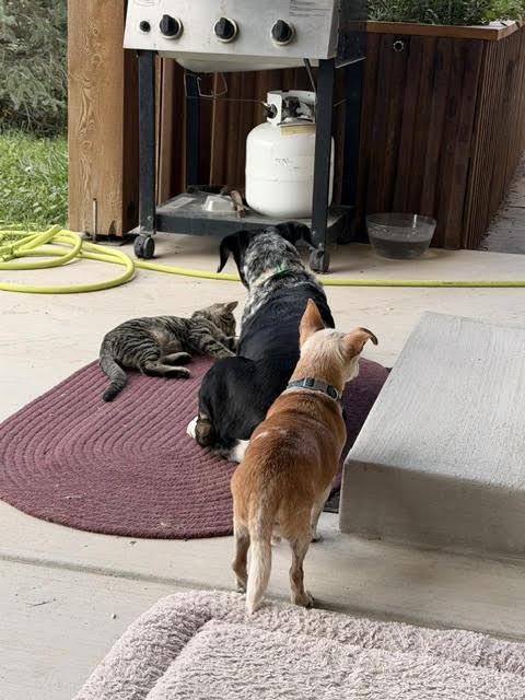 Enlarge Storm (Please contact the owner directly), a Adoptable Domestic Short Hair in Montrose, CO image 4/4