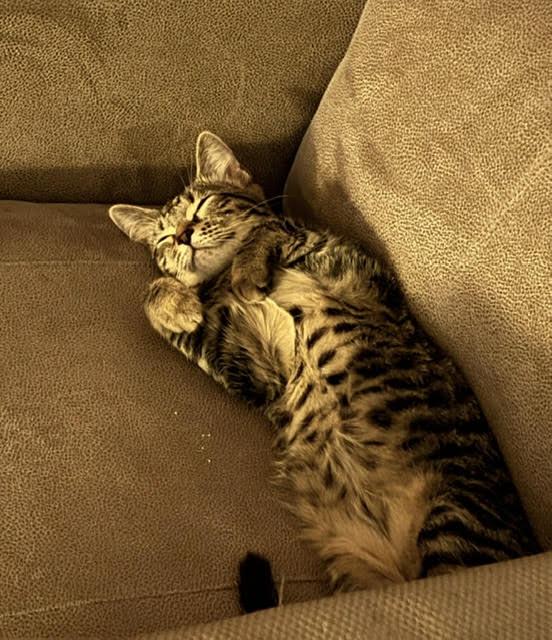 Enlarge Storm (Please contact the owner directly), a Adoptable Domestic Short Hair in Montrose, CO image 2/4